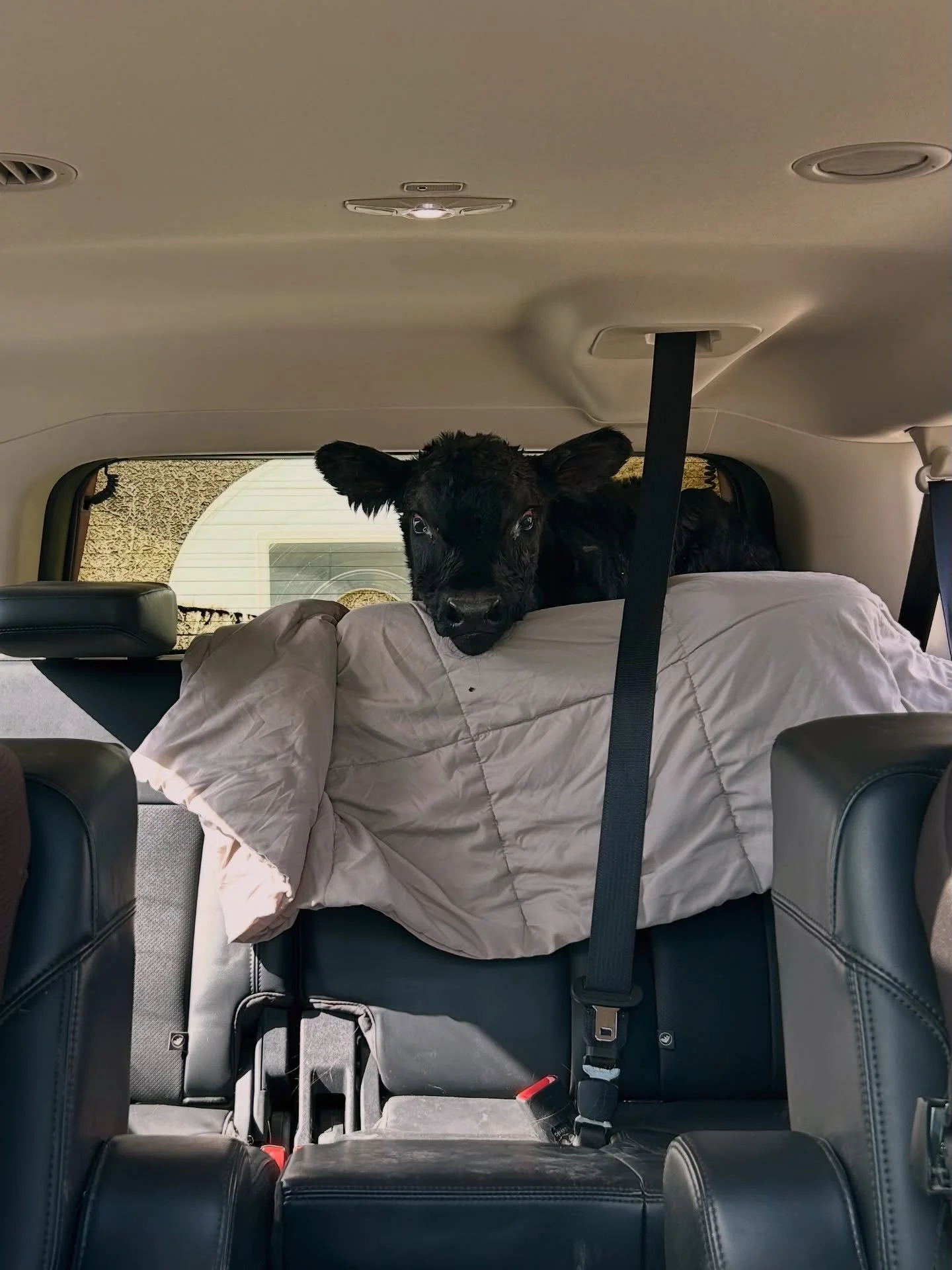 Usually these feedlot babies are small &amp; weak&hellip; not this guy. 

Tried flipping a table in the shop when I picked him up. Shit in my car. Sucked down a bottle. 

Way to start out with a bang.

Behrens &amp; Co baby #4 just hit the ground&hel