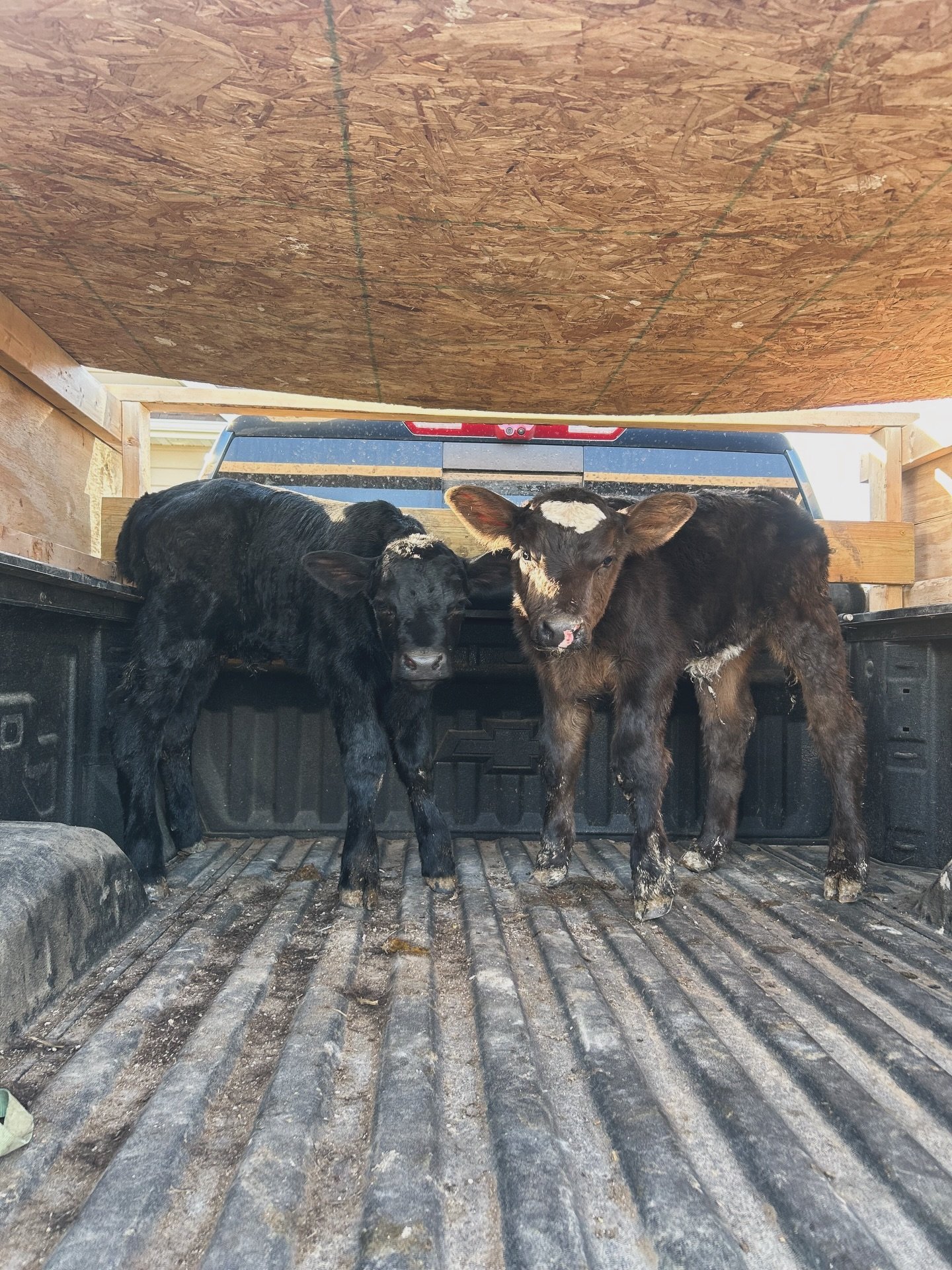 More babies are off to the sale barn today and it kind of feels like when you send your kids to grandma &amp; grandpa&rsquo;s for the weekend. Sweet freedom 🇺🇸🍼🐮

#behrensadventures