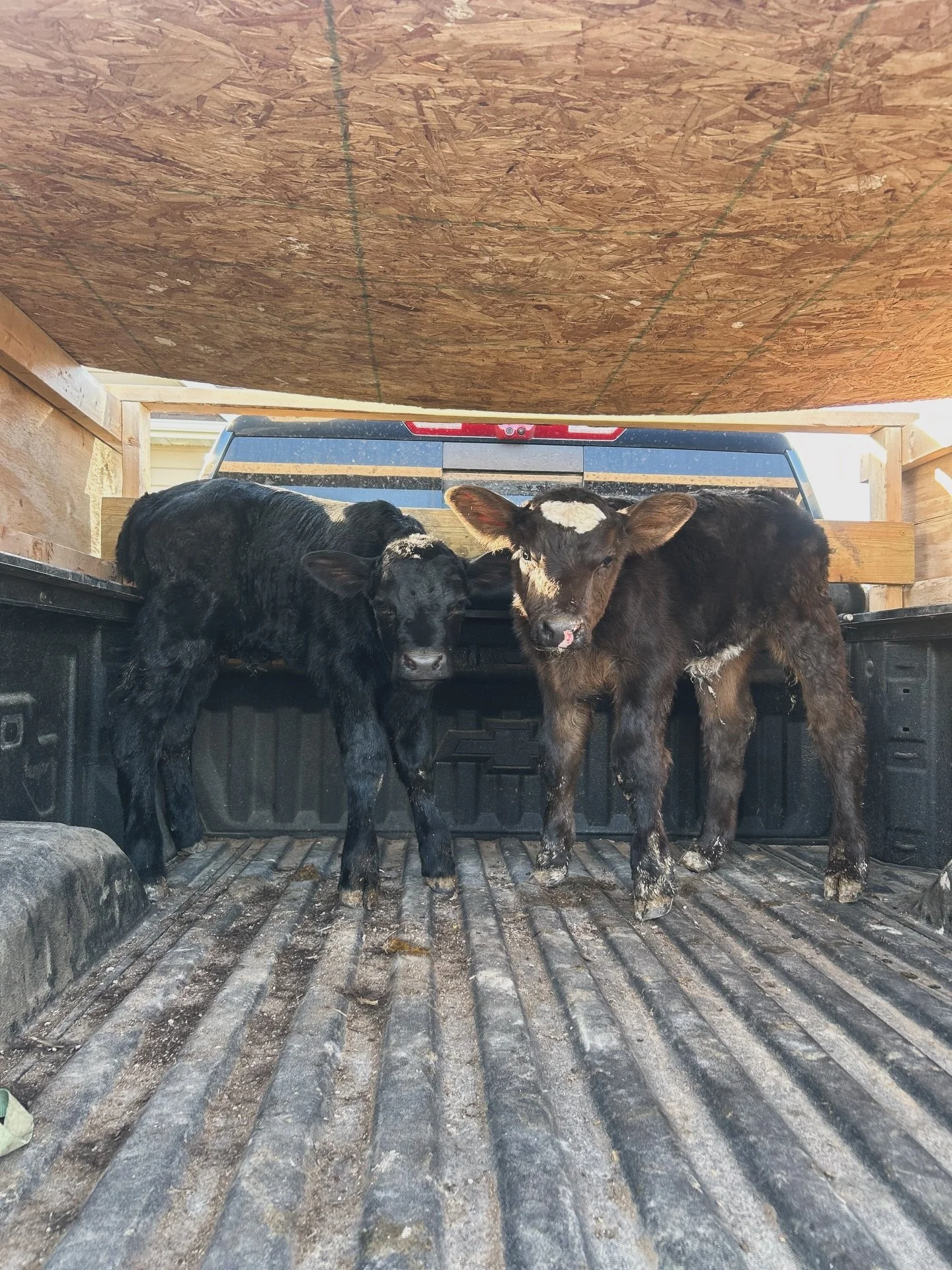 More babies are off to the sale barn today and it kind of feels like when you send your kids to grandma &amp; grandpa&rsquo;s for the weekend. Sweet freedom 🇺🇸🍼🐮

#behrensadventures