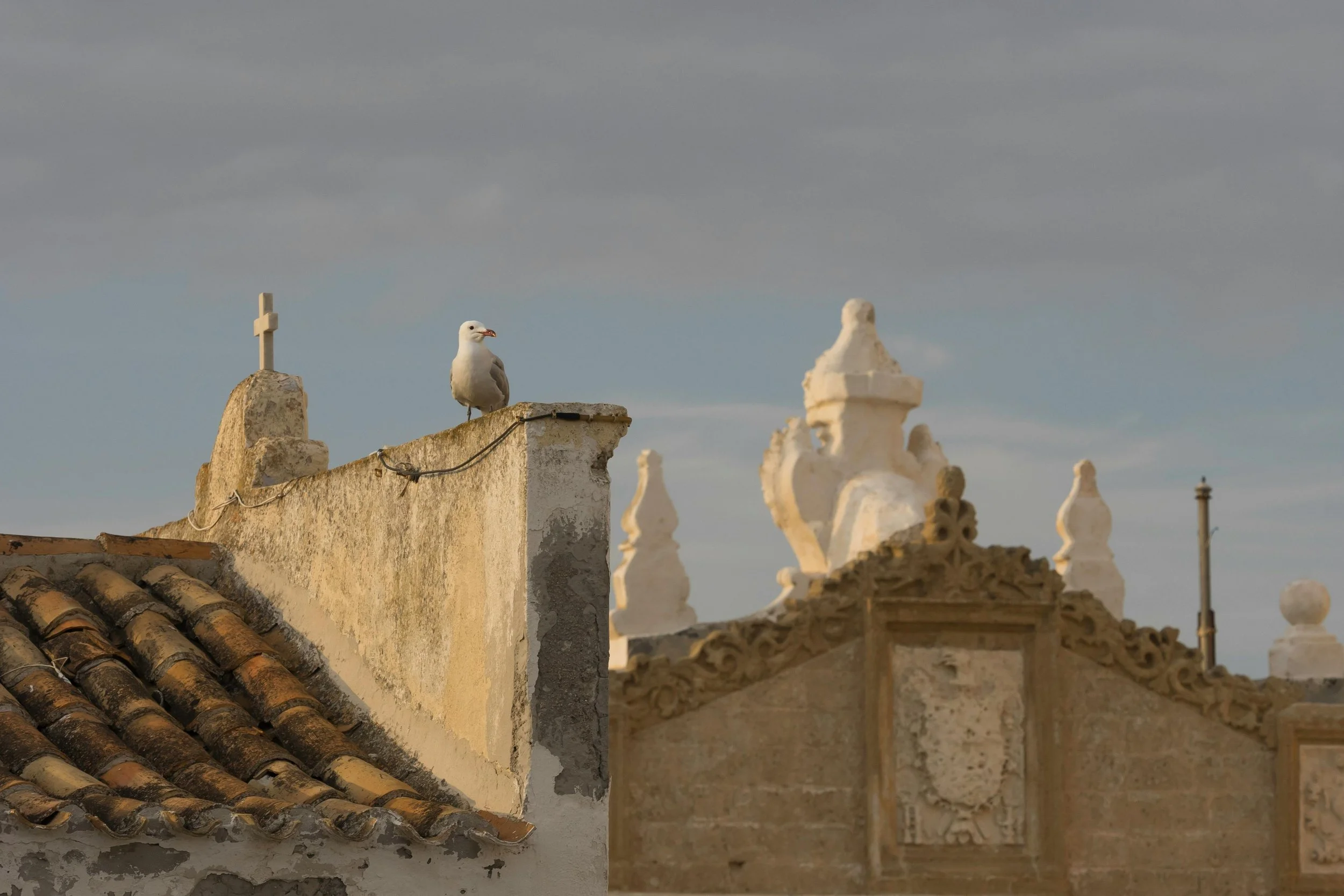 Seagull perched on the edge of a weathered rooftop with historic architectural details, against a cloudy sky.