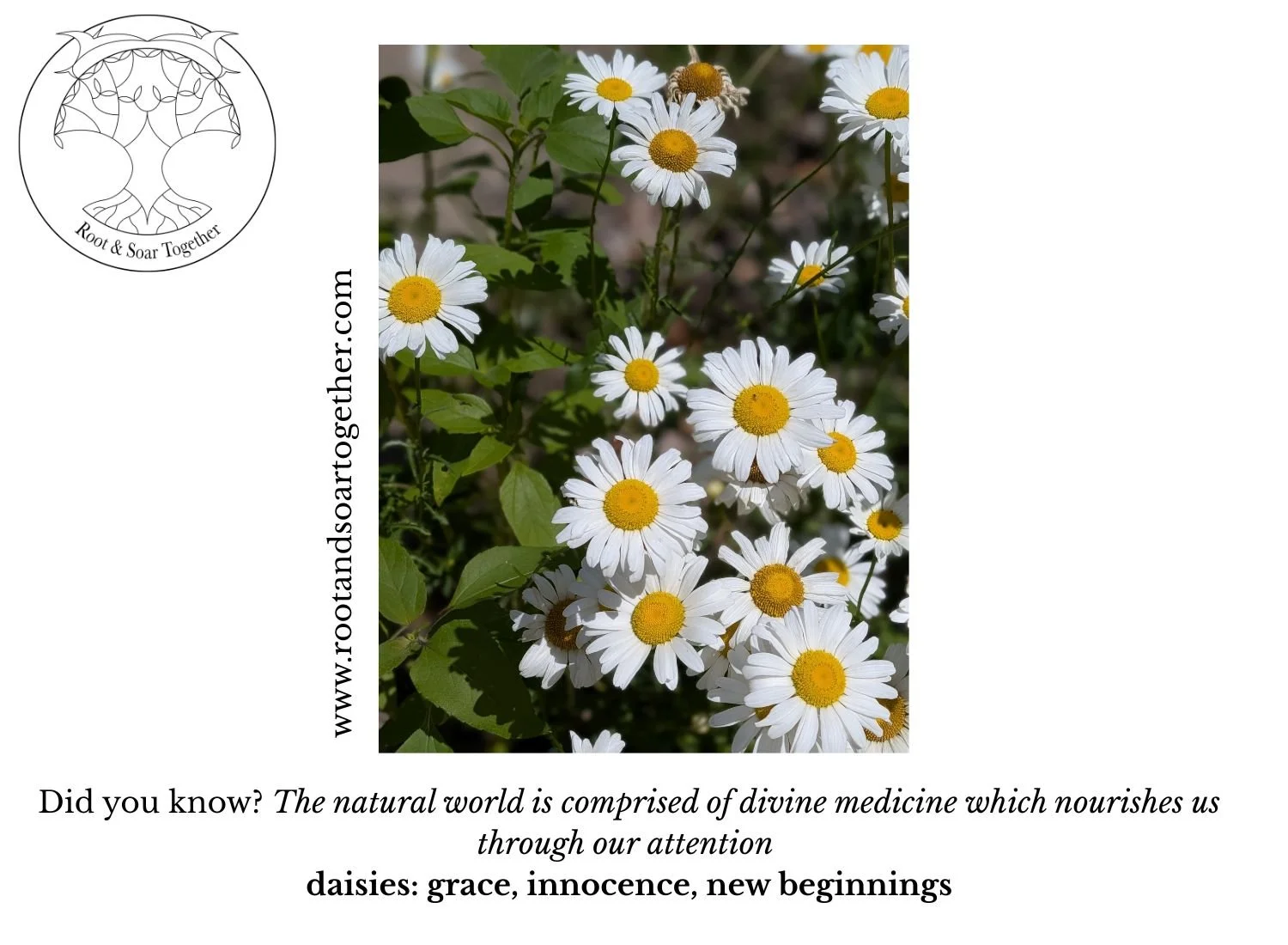 daisies.jpg