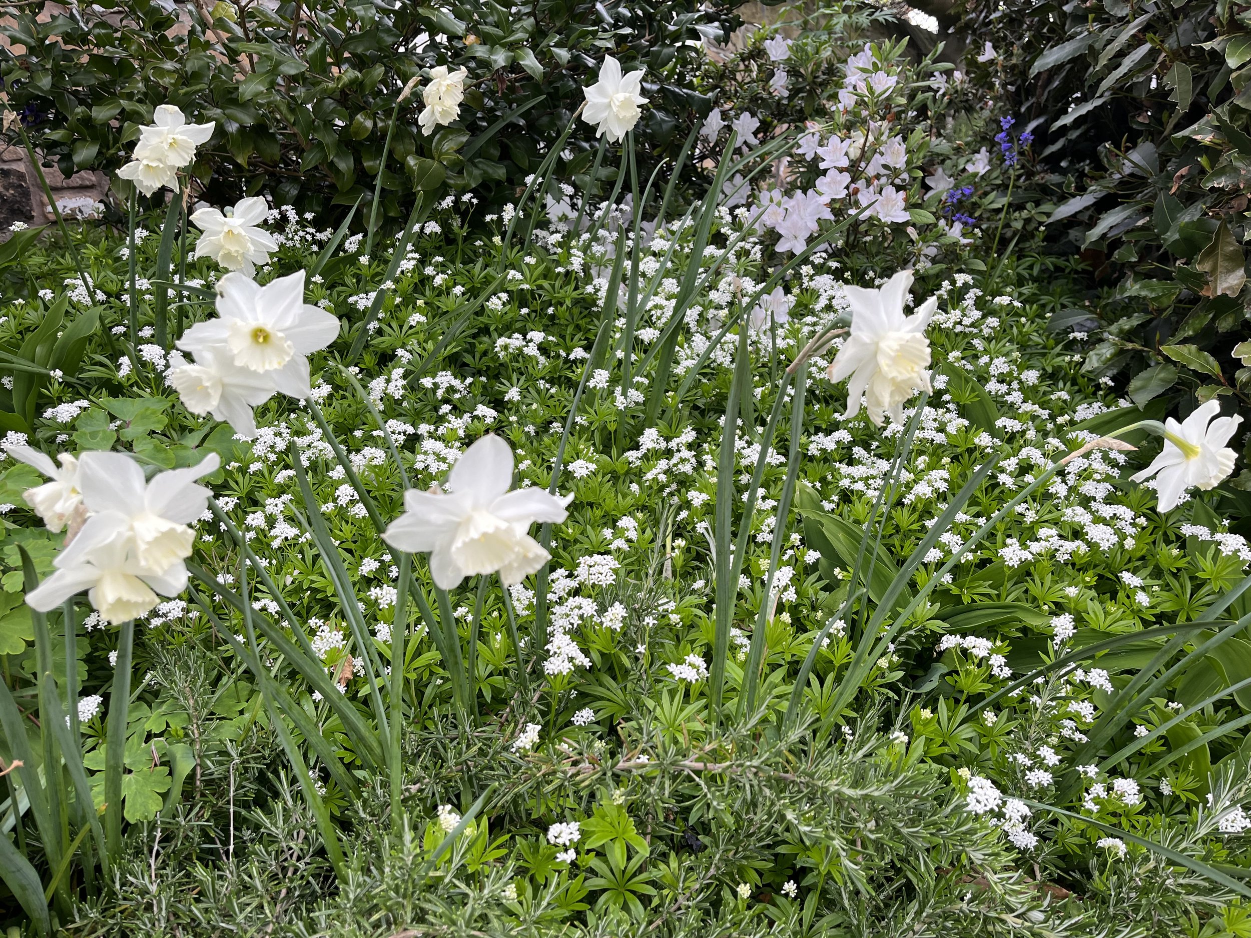 Spring .jpeg