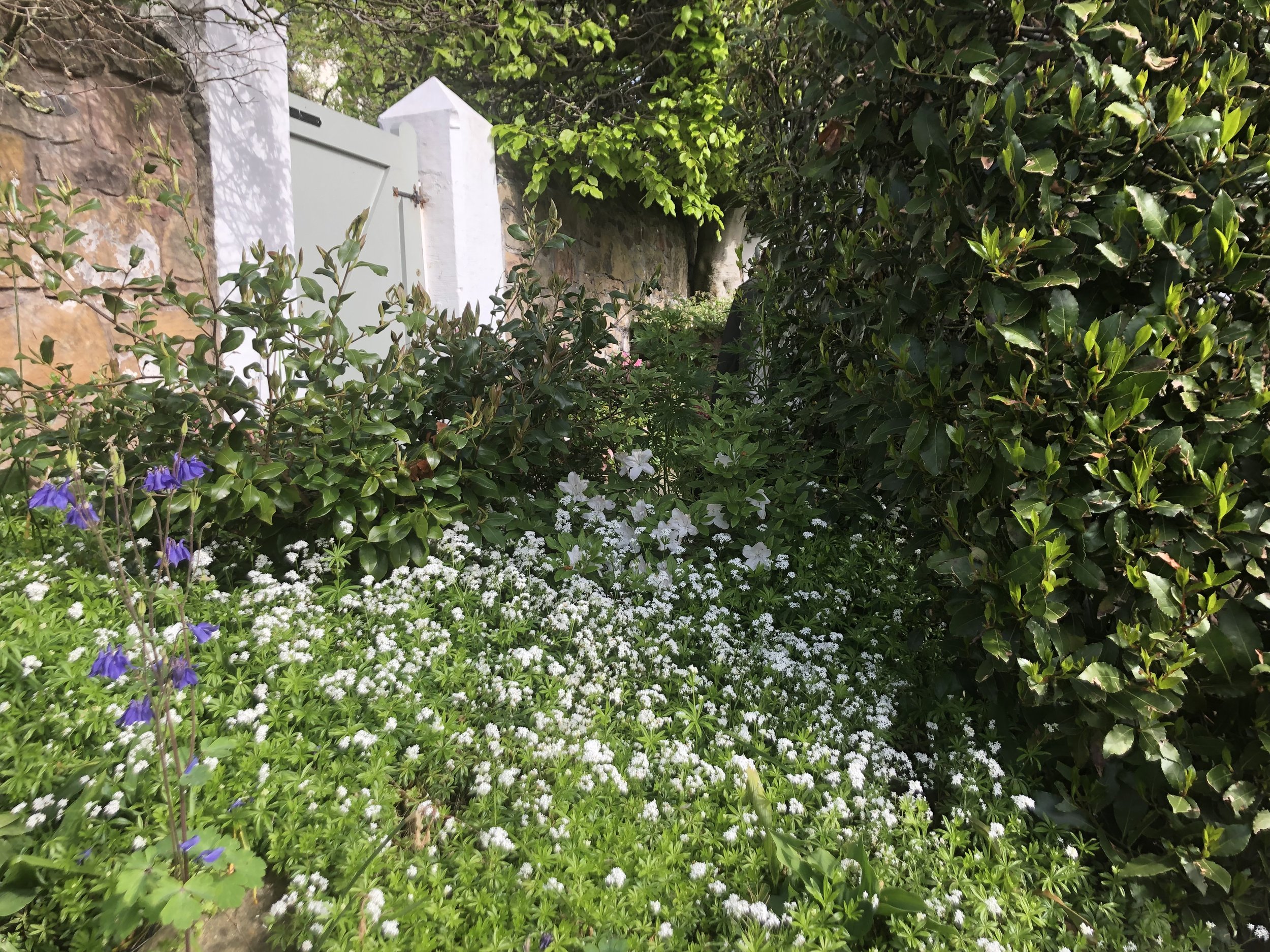 spring gate.jpeg