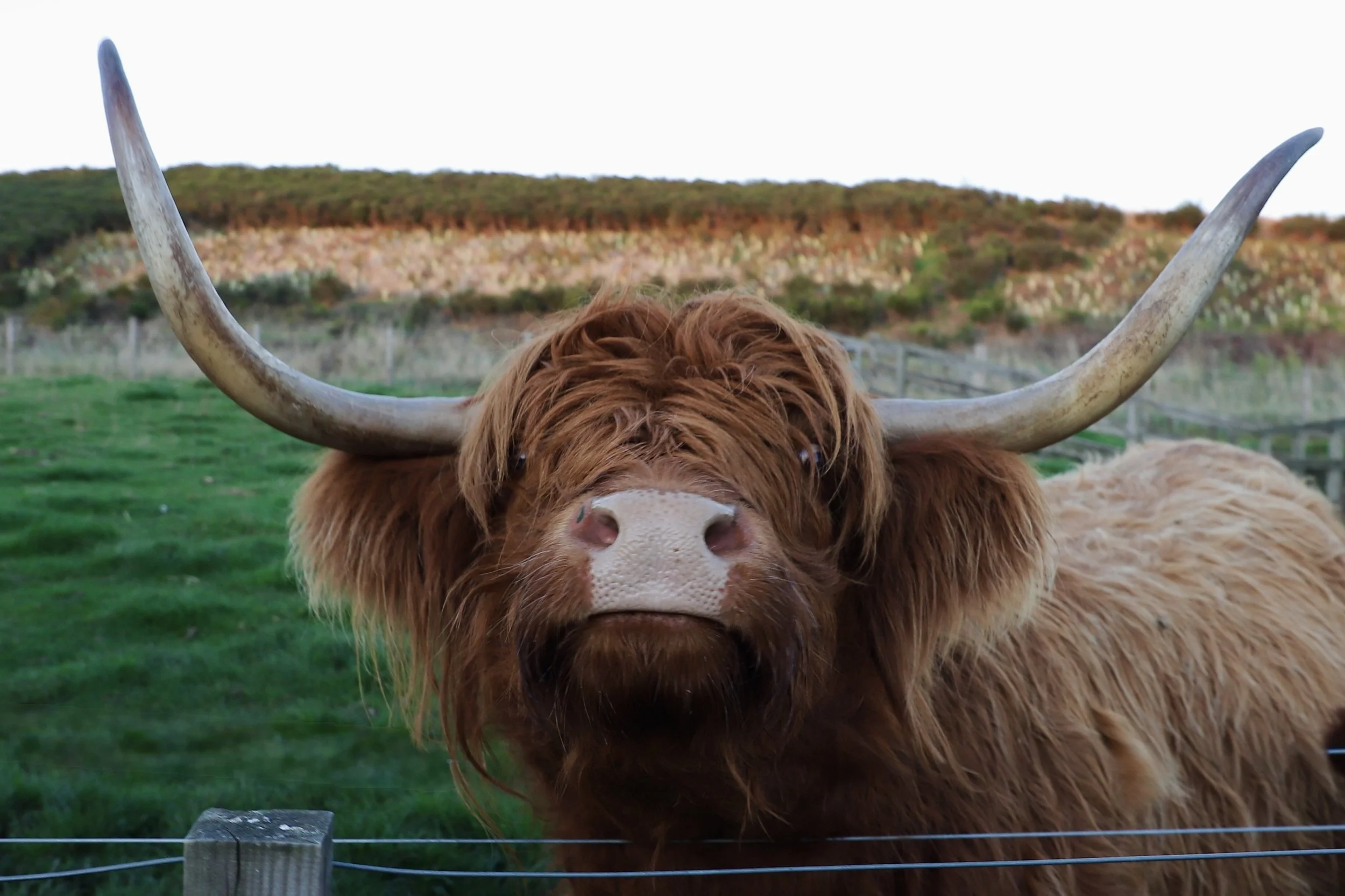 Beyond the Castle Gates: A Curated Ireland &amp; Scotland Venue Index