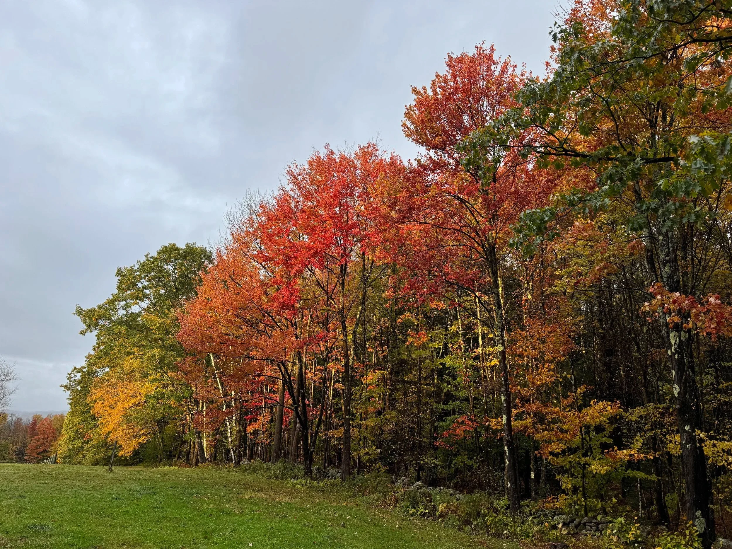 Red, orange, yellow and green fall foliage along a Vermont field