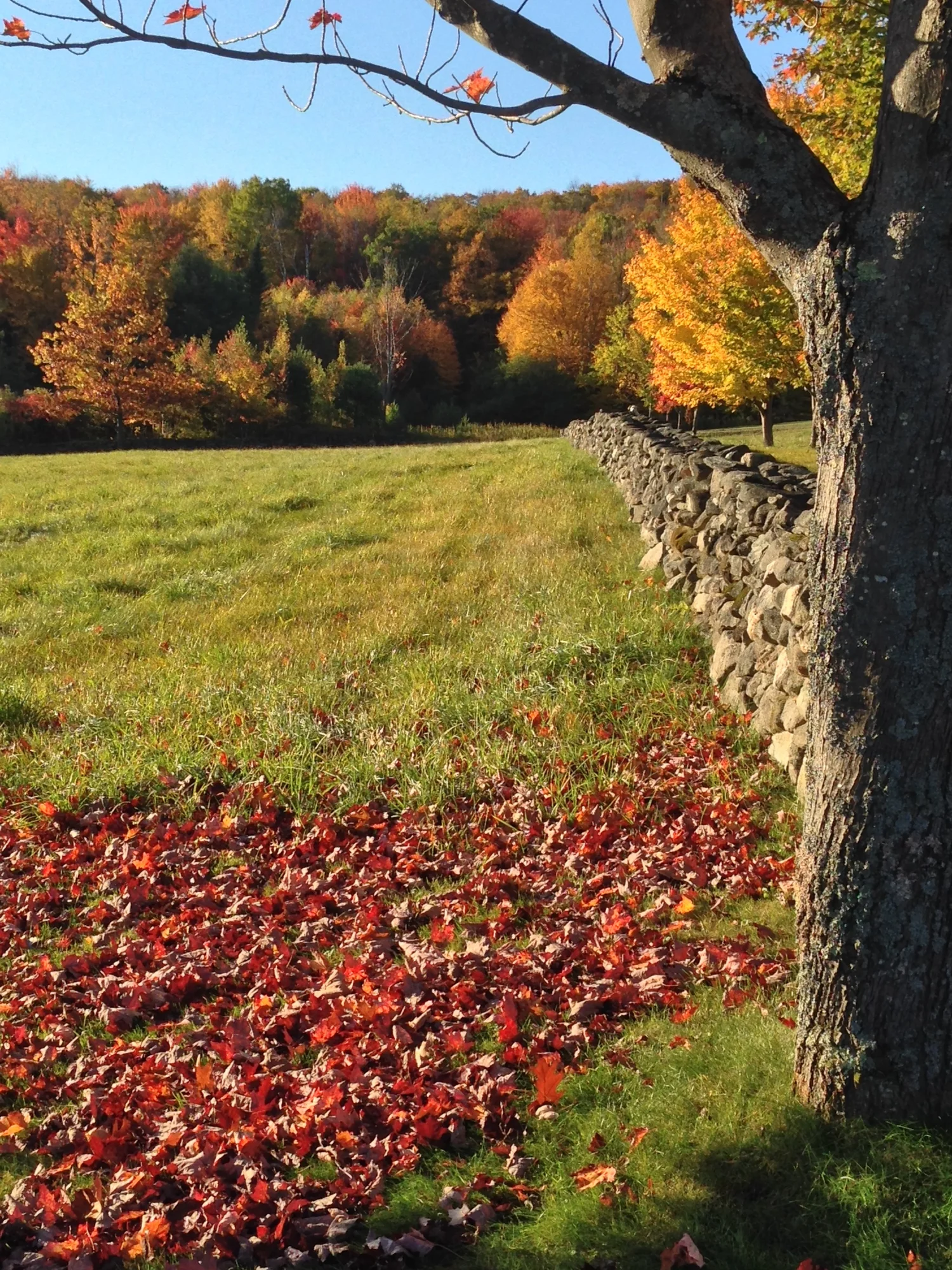 What to Do During Vermont Fall Foliage Season: Local Tips for a Stress ...