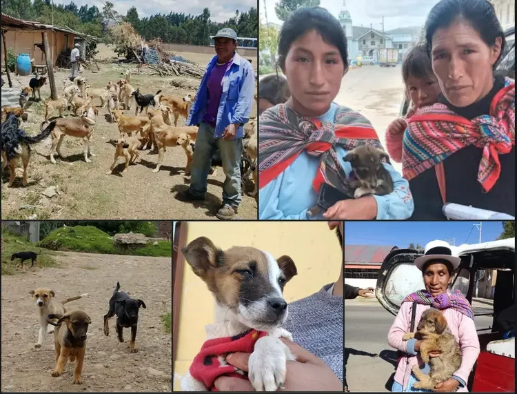 Rescue dog and campaign photos