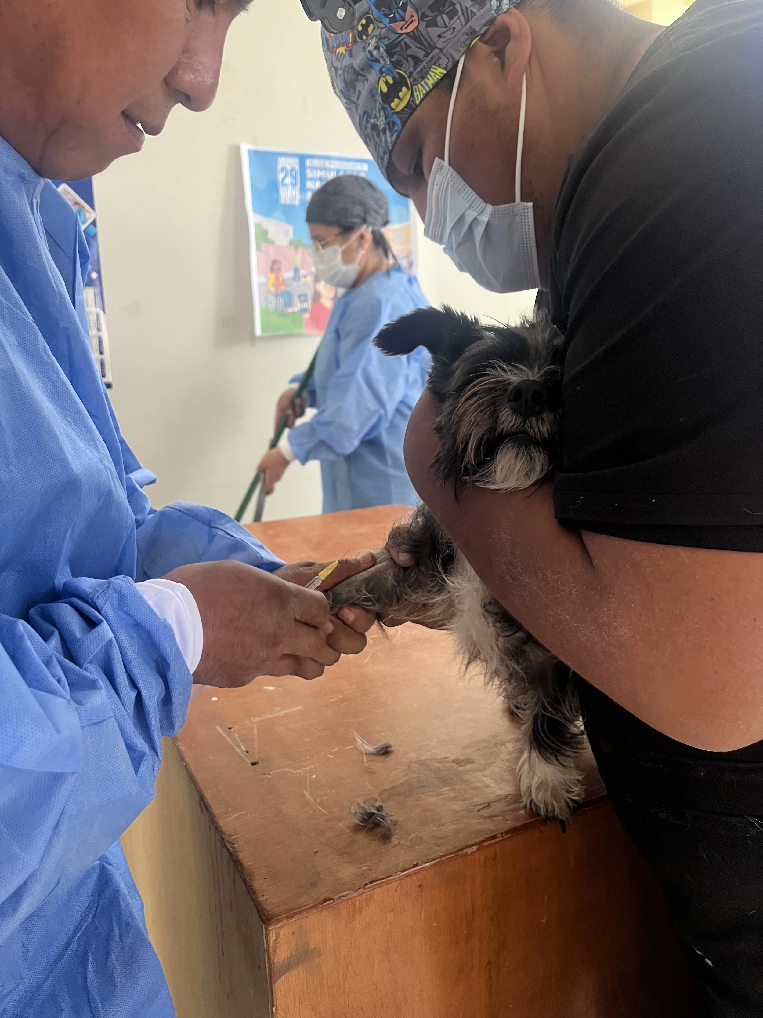 vet staff with dog