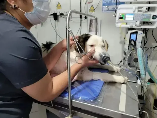 Rescue dog undergoing surgery
