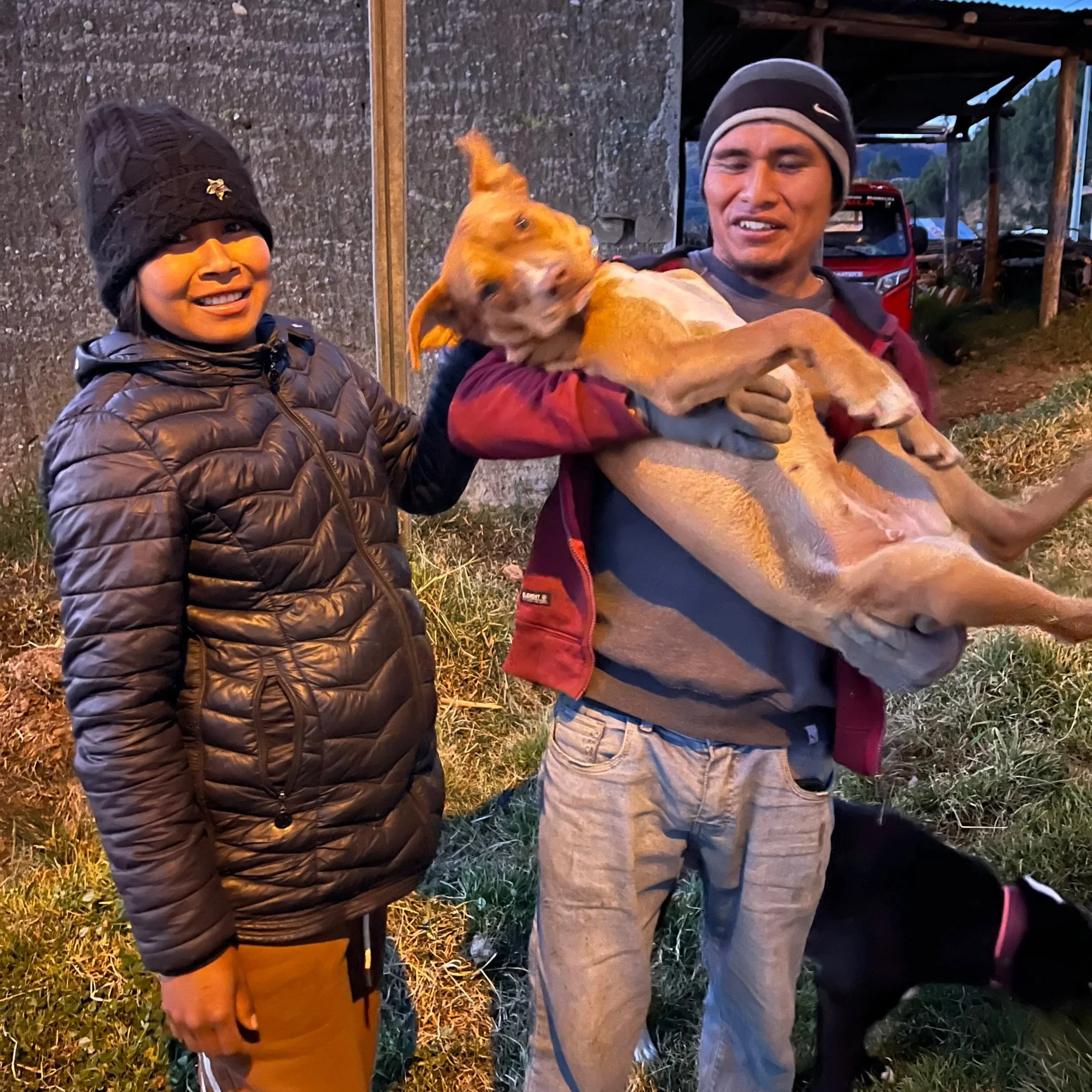Rescue dog being held