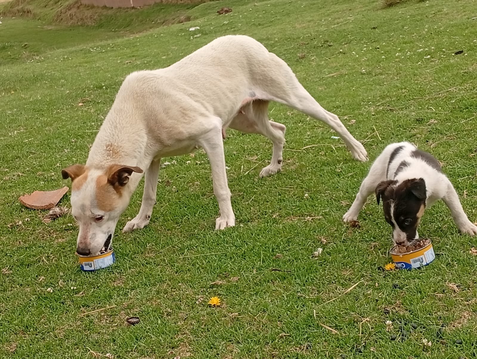 Blanquita and the Cycle That Had to End