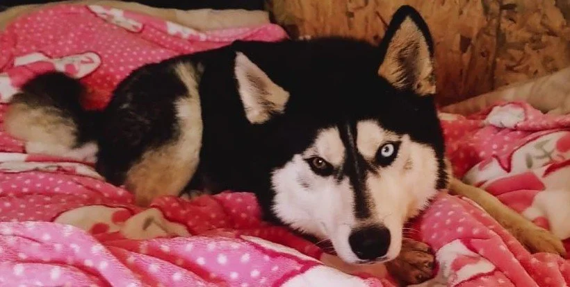 From Abandoned to Unbreakable: Rio’s Fight for a Second Chance