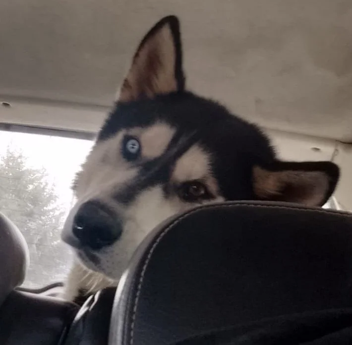 Rio: Hit By A Car, Still Fighting