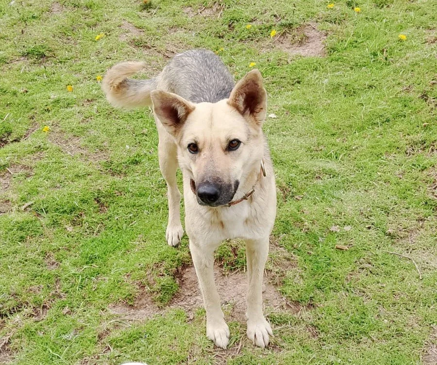 Julie: The Dog Who Chose Love