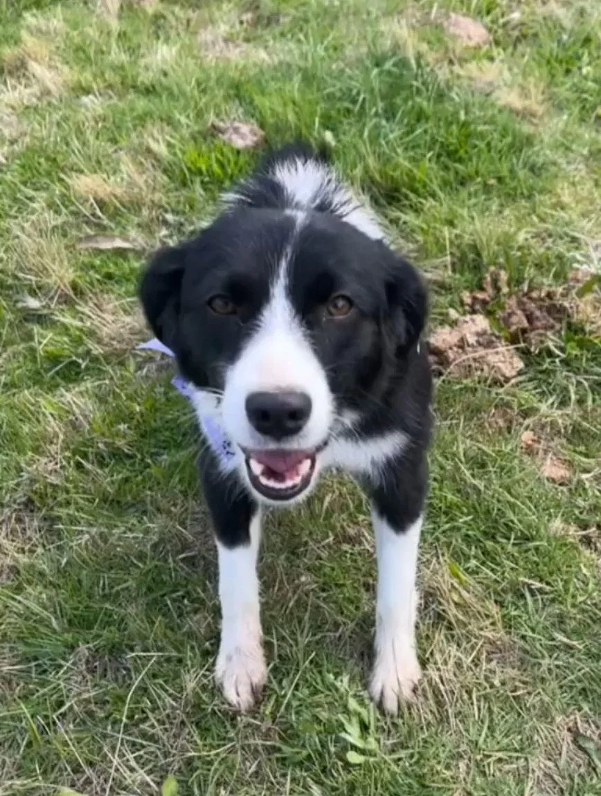 Milky’s Rescue Story: How a Starving Border Collie Survived the Mountains