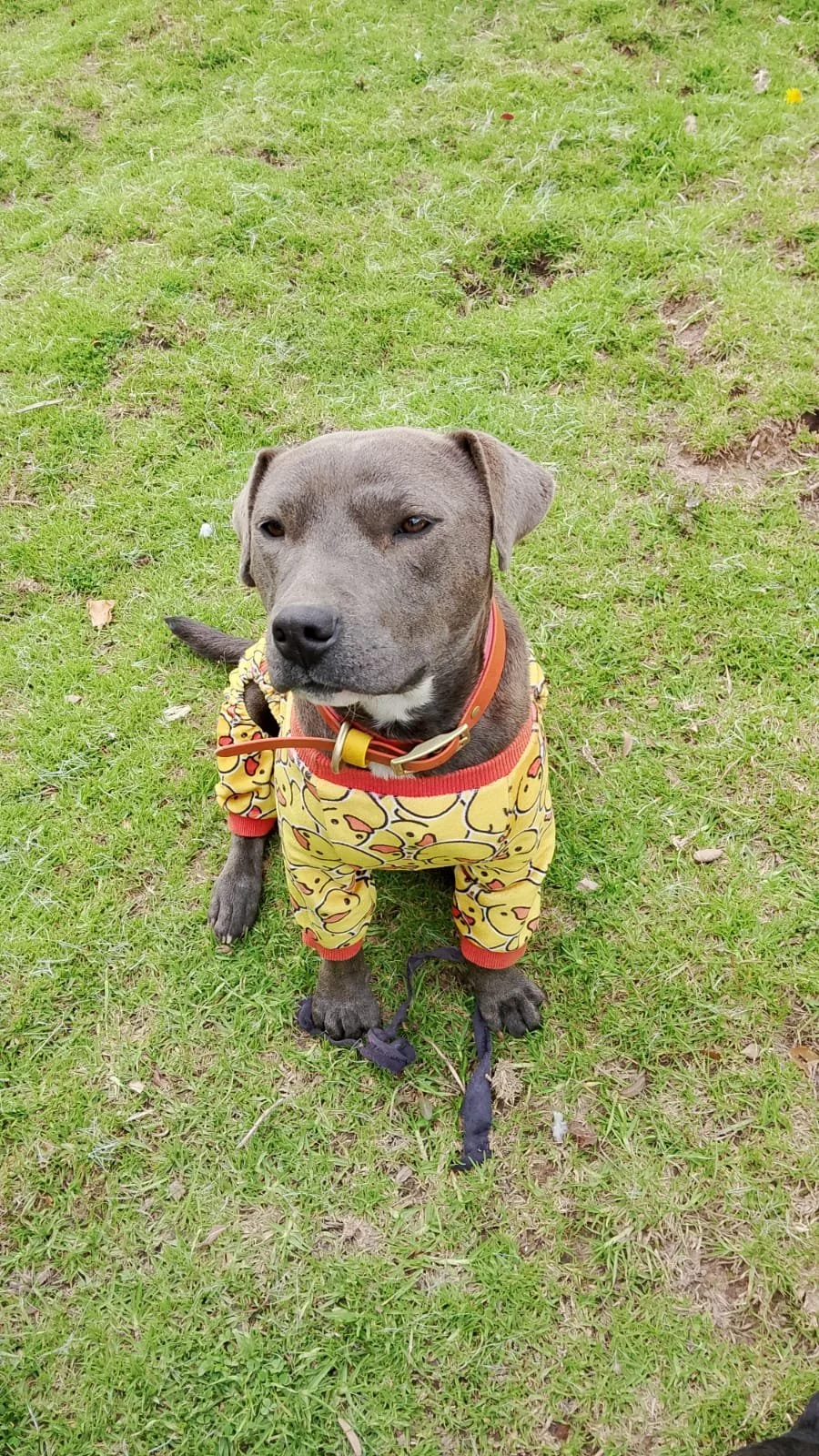 rescue-dog-in-jacket-annie.jpeg