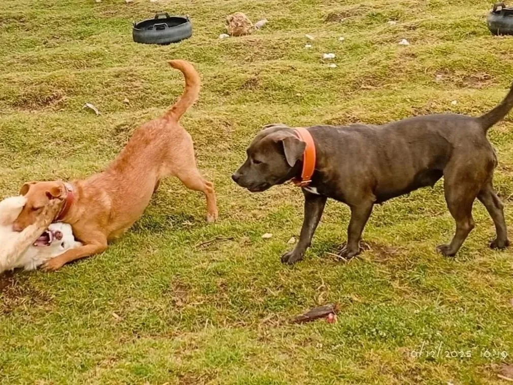 rescue-dogs-playing-annie.jpg