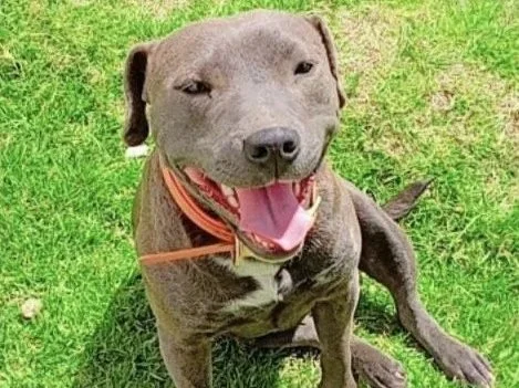 Annie: A little dog who chose to keep going.