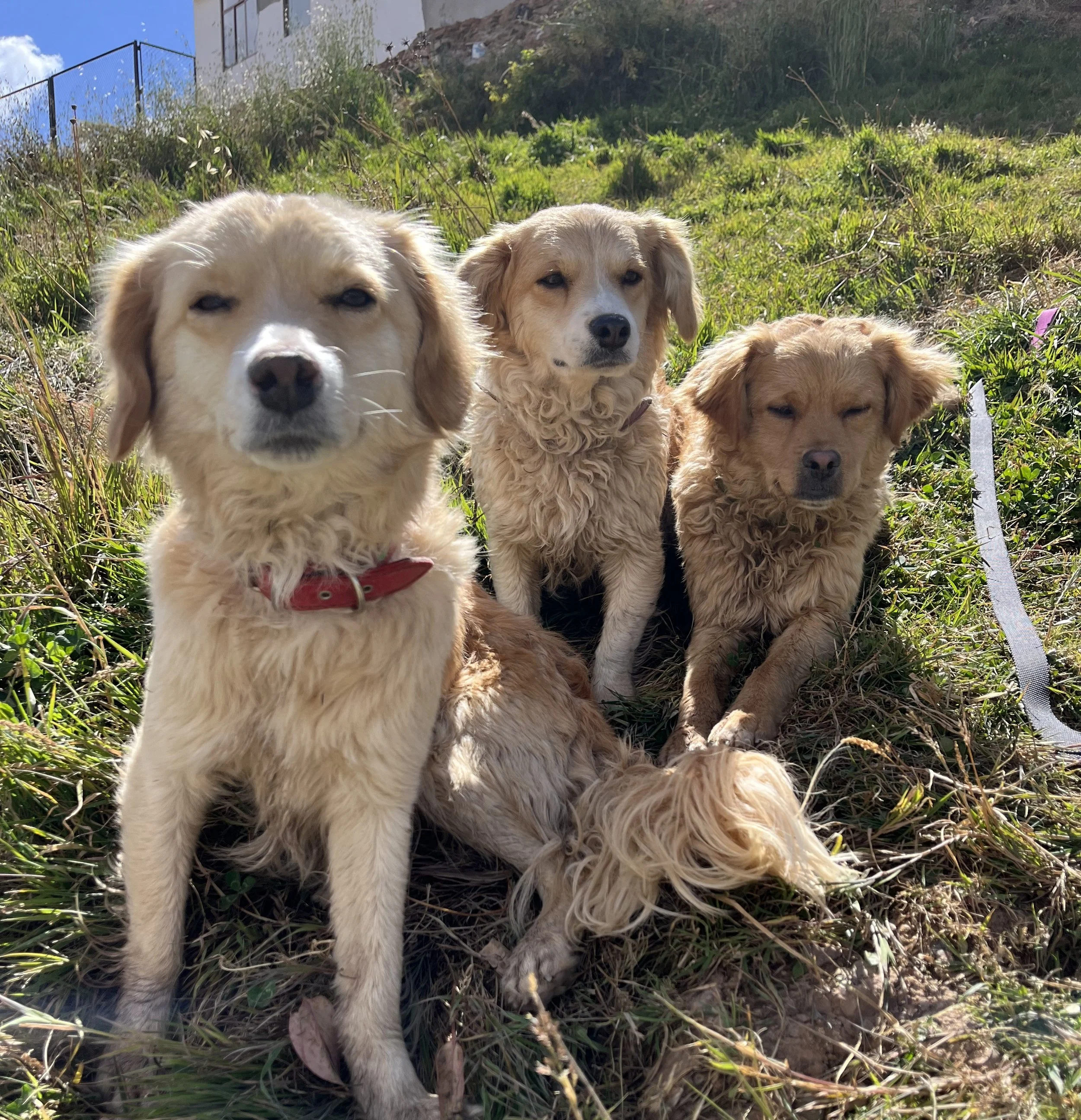 The Story of Manguito, Toñita, and Paris