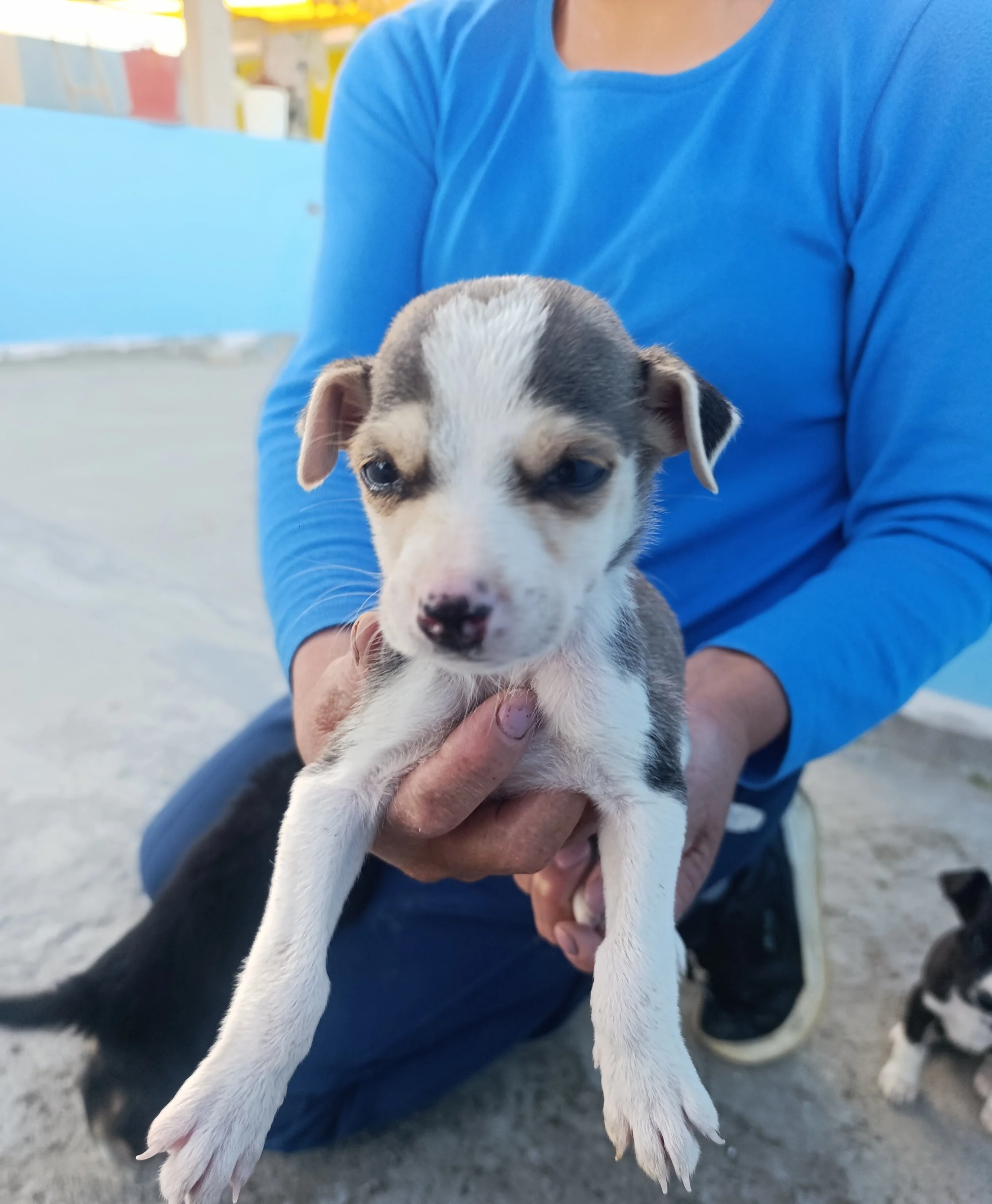 Five Puppies Abandoned in the Cold Andes: Four Are Still Fighting