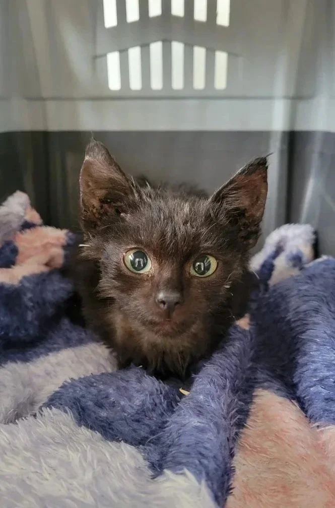 Perlita: A Promise We Had to Keep