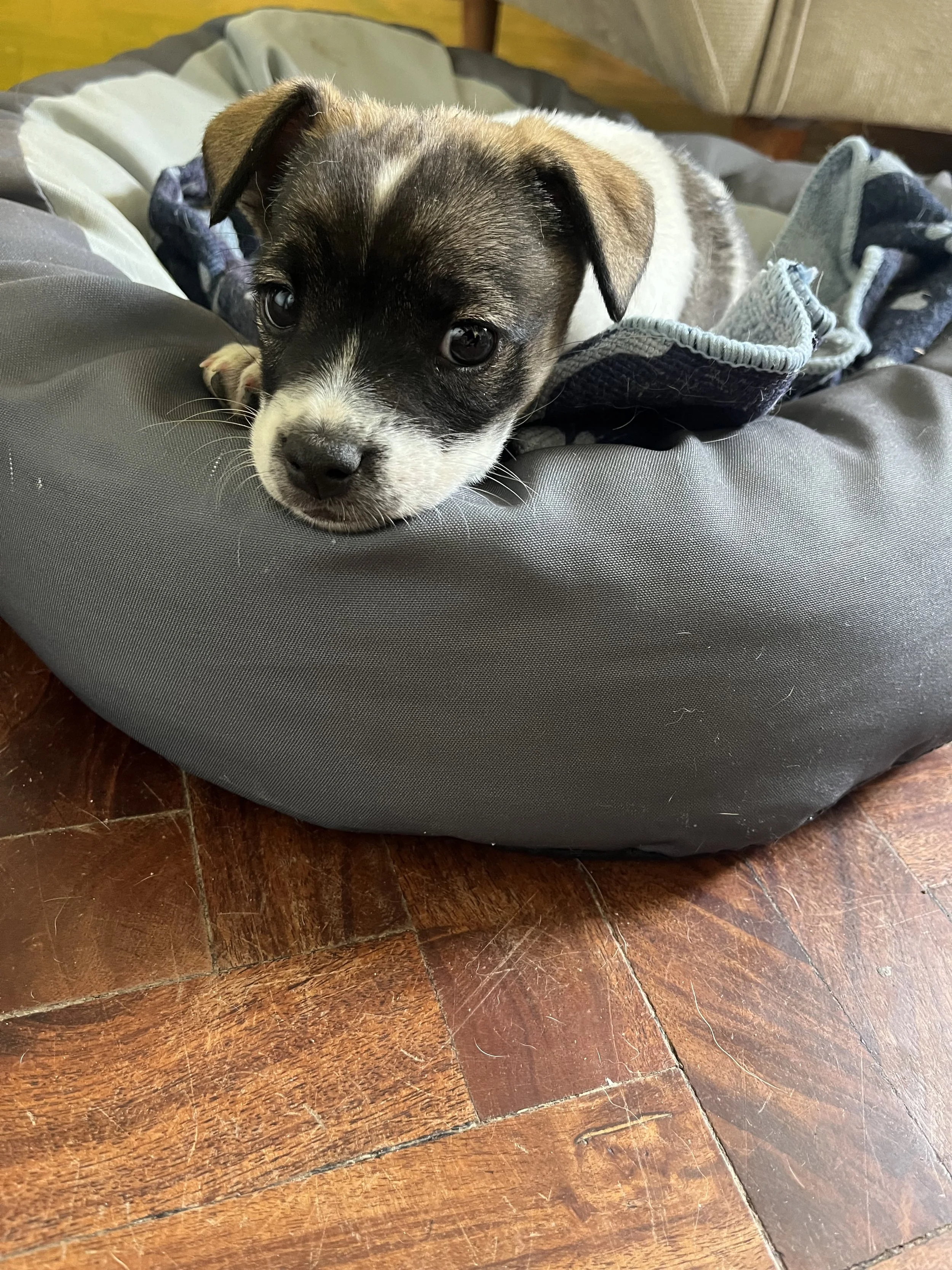 rescue-puppy-doddie-1.jpeg