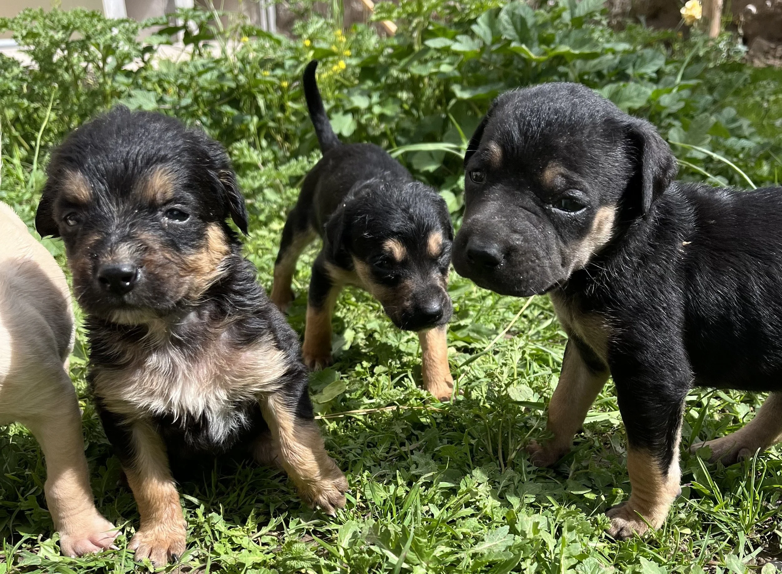 rescue-puppy-doddie-2.jpeg