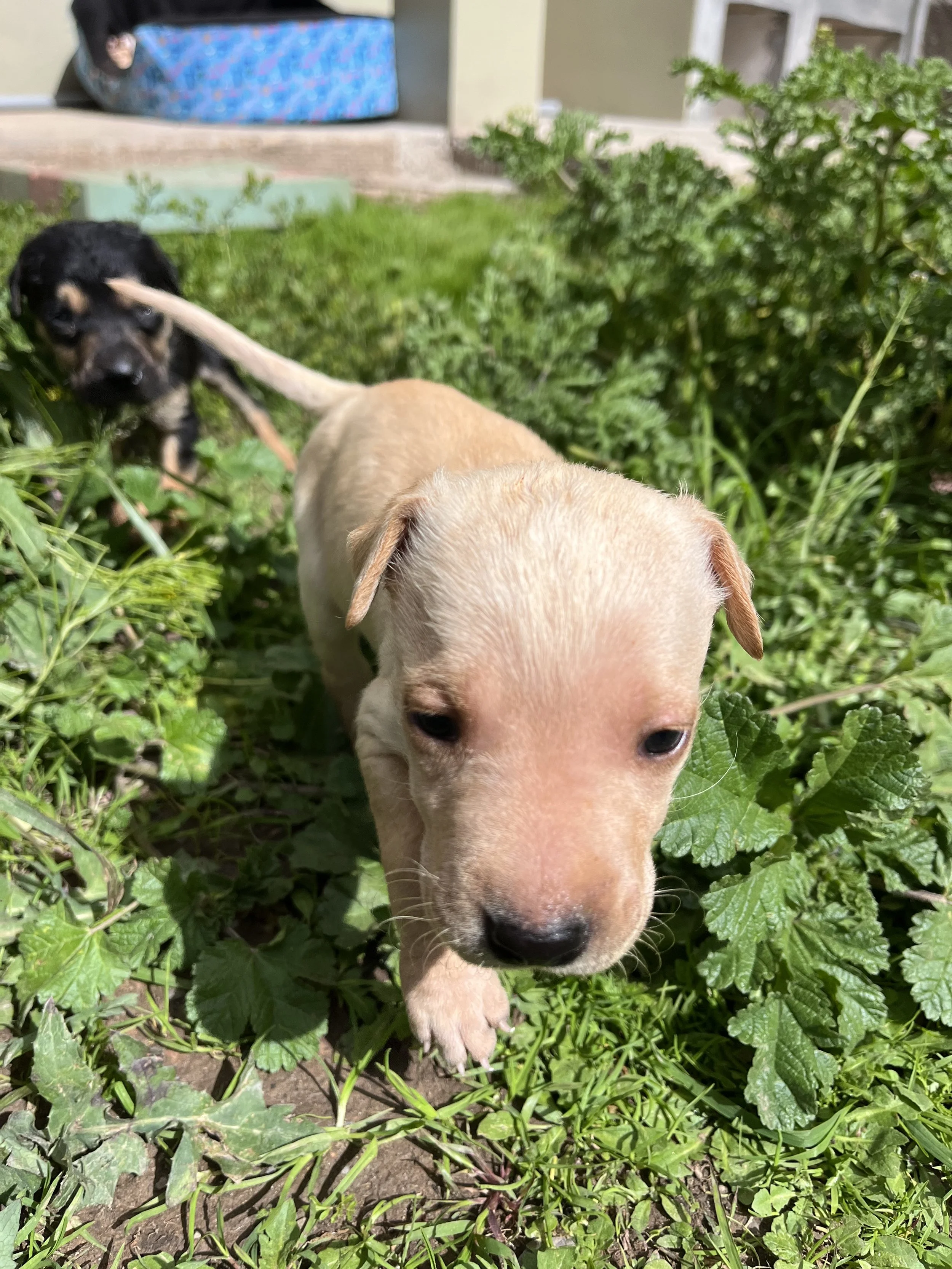 rescue-puppy-doddie-3.jpeg