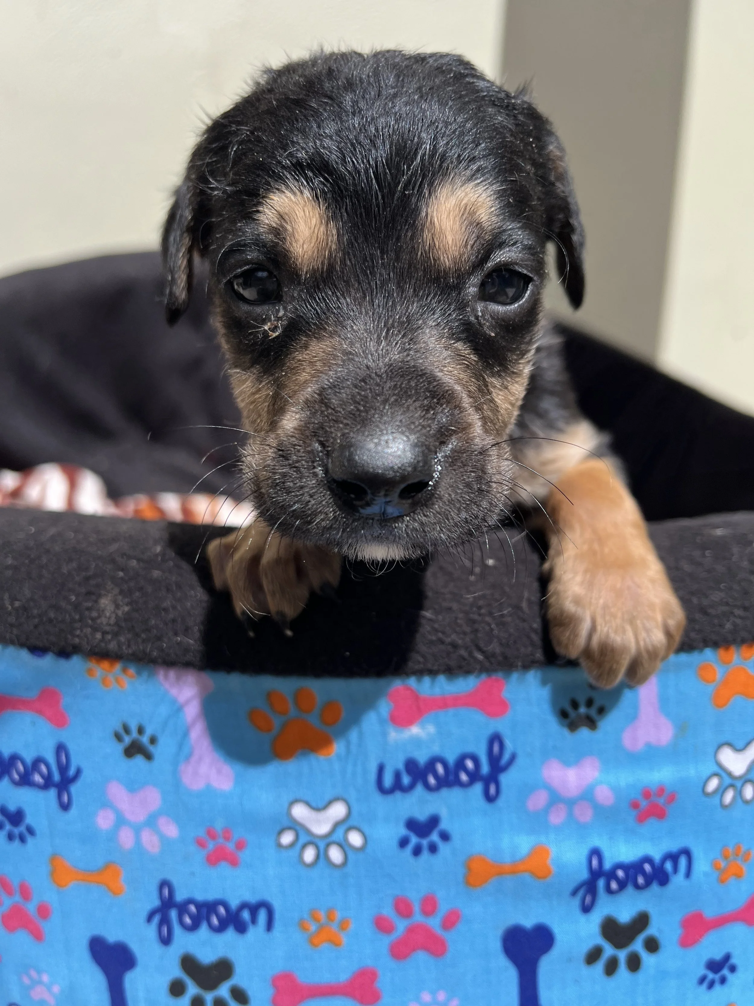 rescue-puppy-doddie-4.jpeg