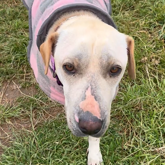 Doddie: A Mother’s Survival in the Andes