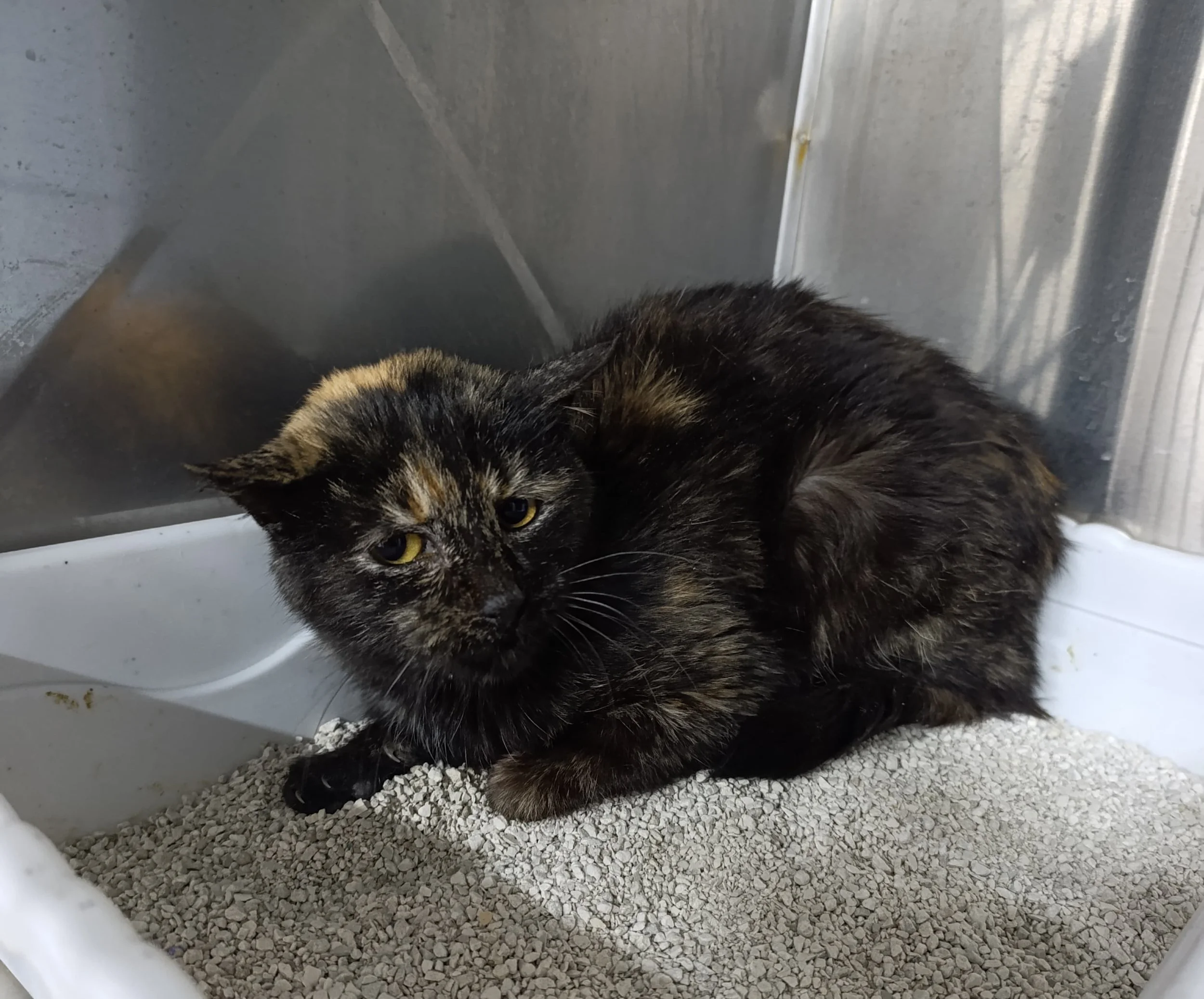 Lucy: The One Who Came Back