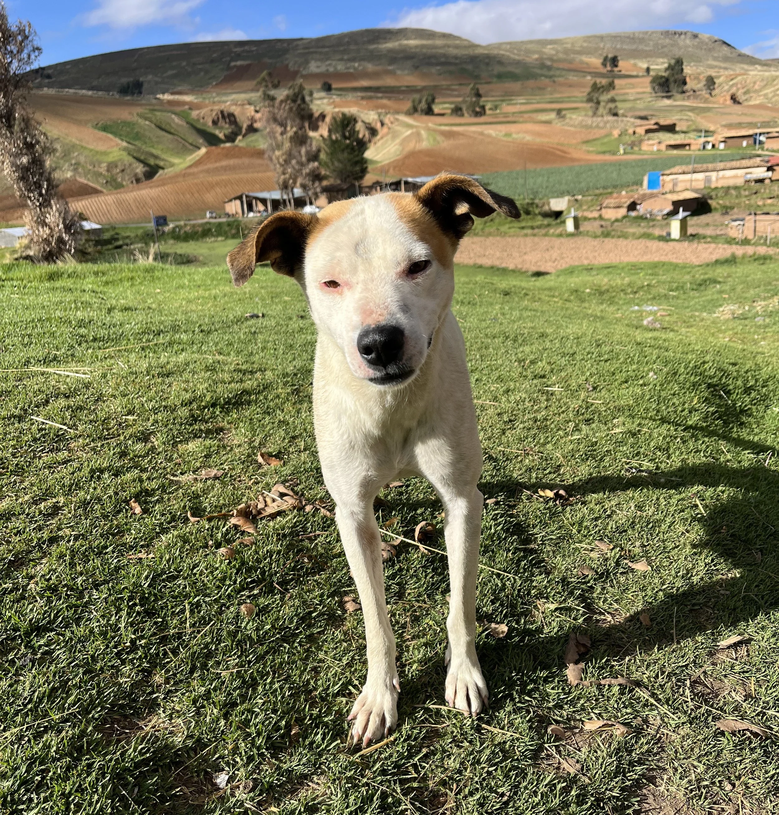 Blanquita and the Cycle That Had to End