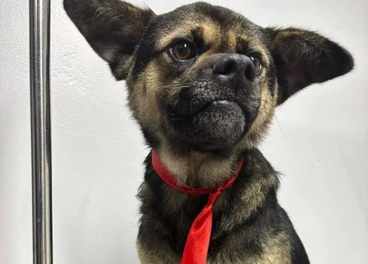 Osito’s Story: A Promise Broken
