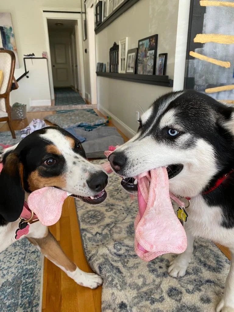 two-rescue-dogs-playing-tug-maddy.jpg