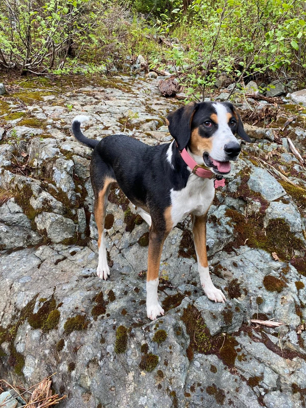 rescue-dog-on-rocks-maddy.jpg