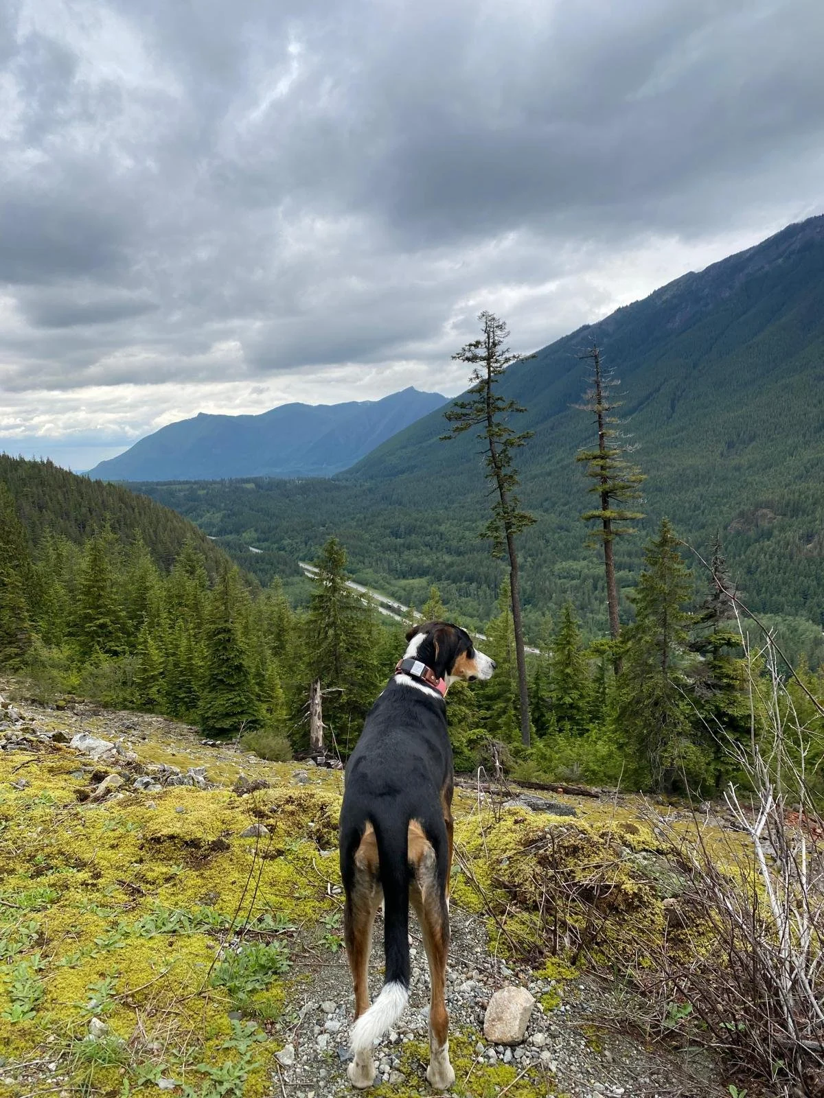 rescue-dog-overlooking-the-forest-maddy.jpg