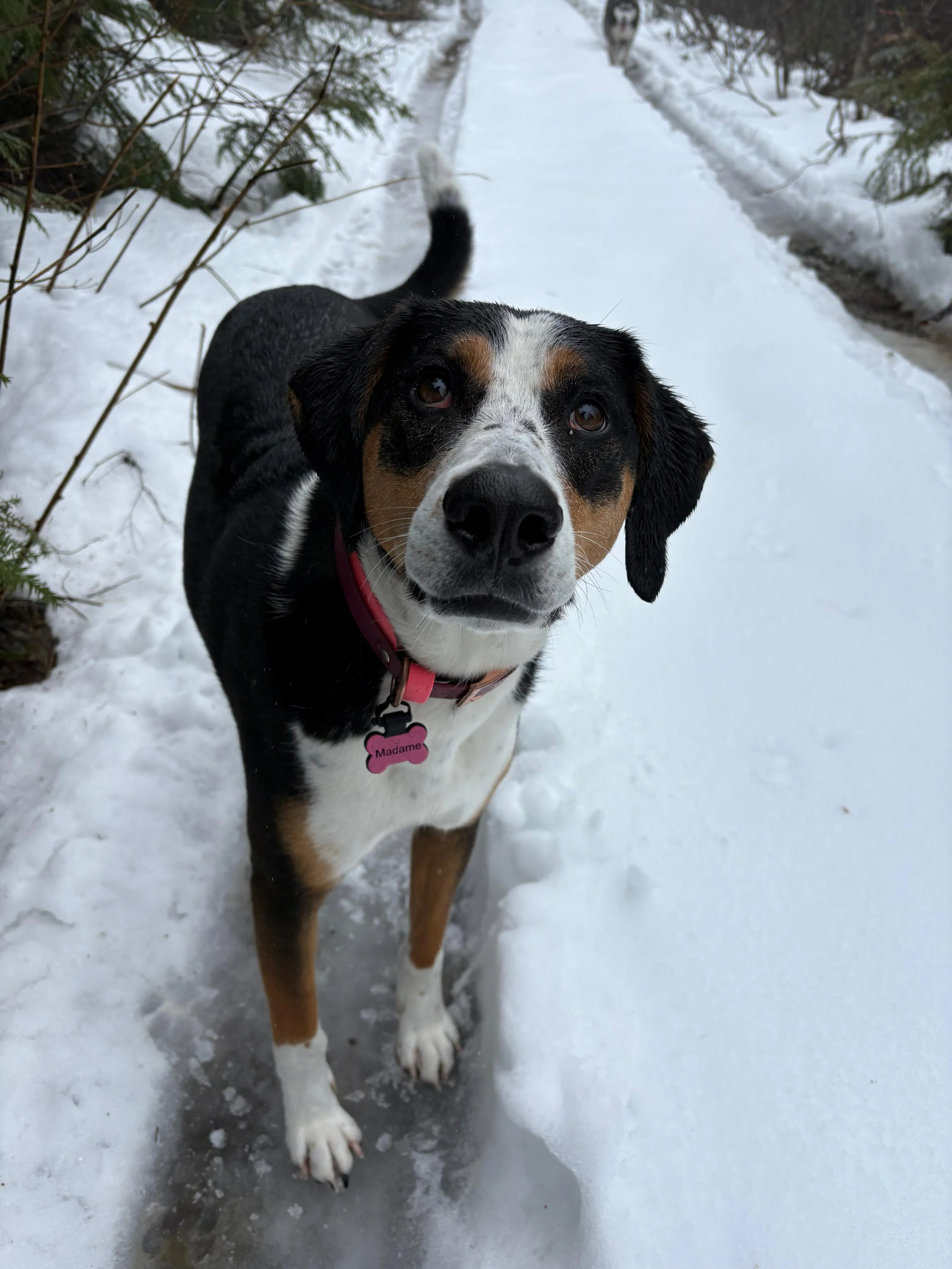 rescue-dog-in-snow-maddy.jpeg