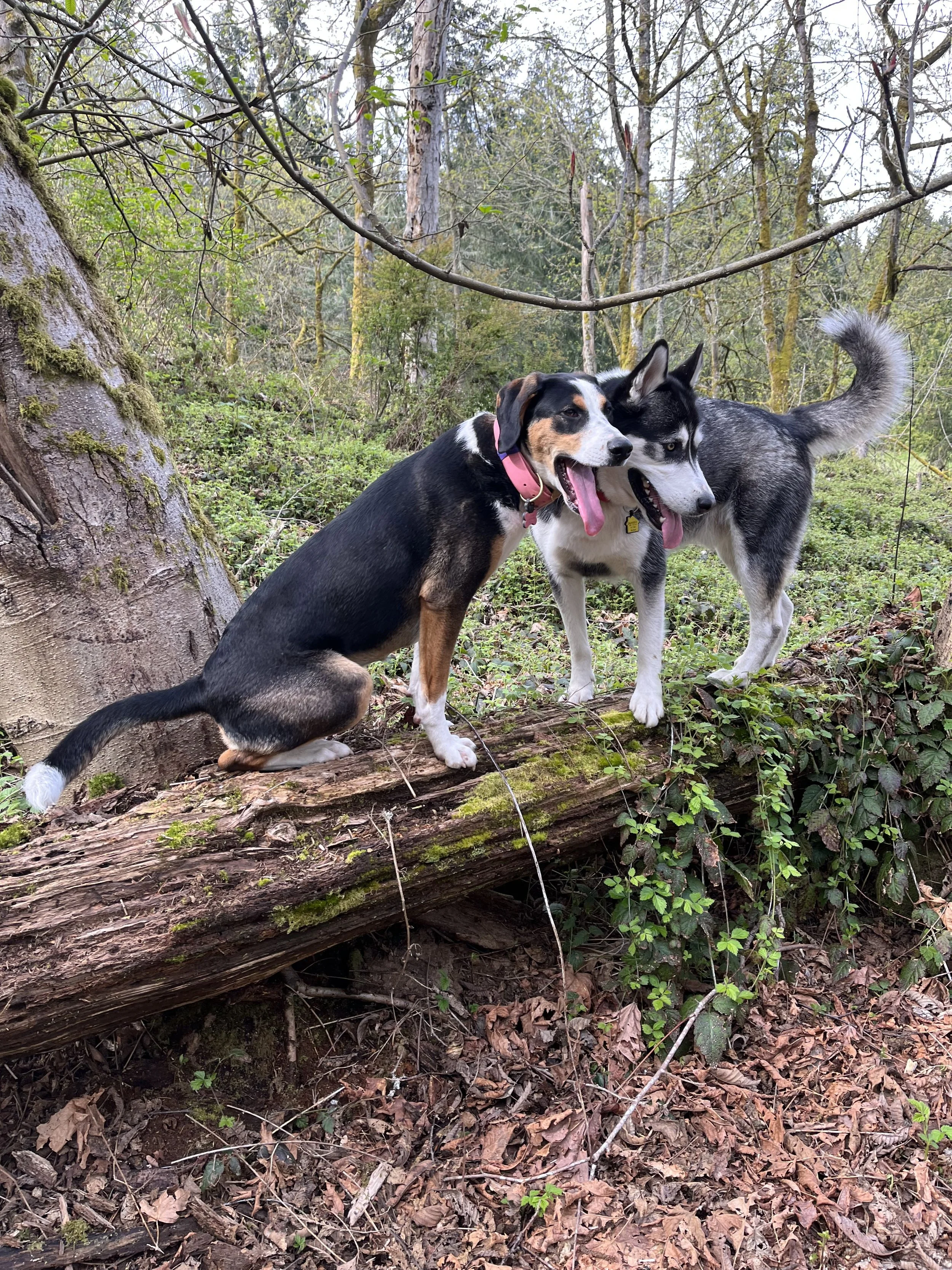 two-rescue-dogs-in-forest-maddy.jpg