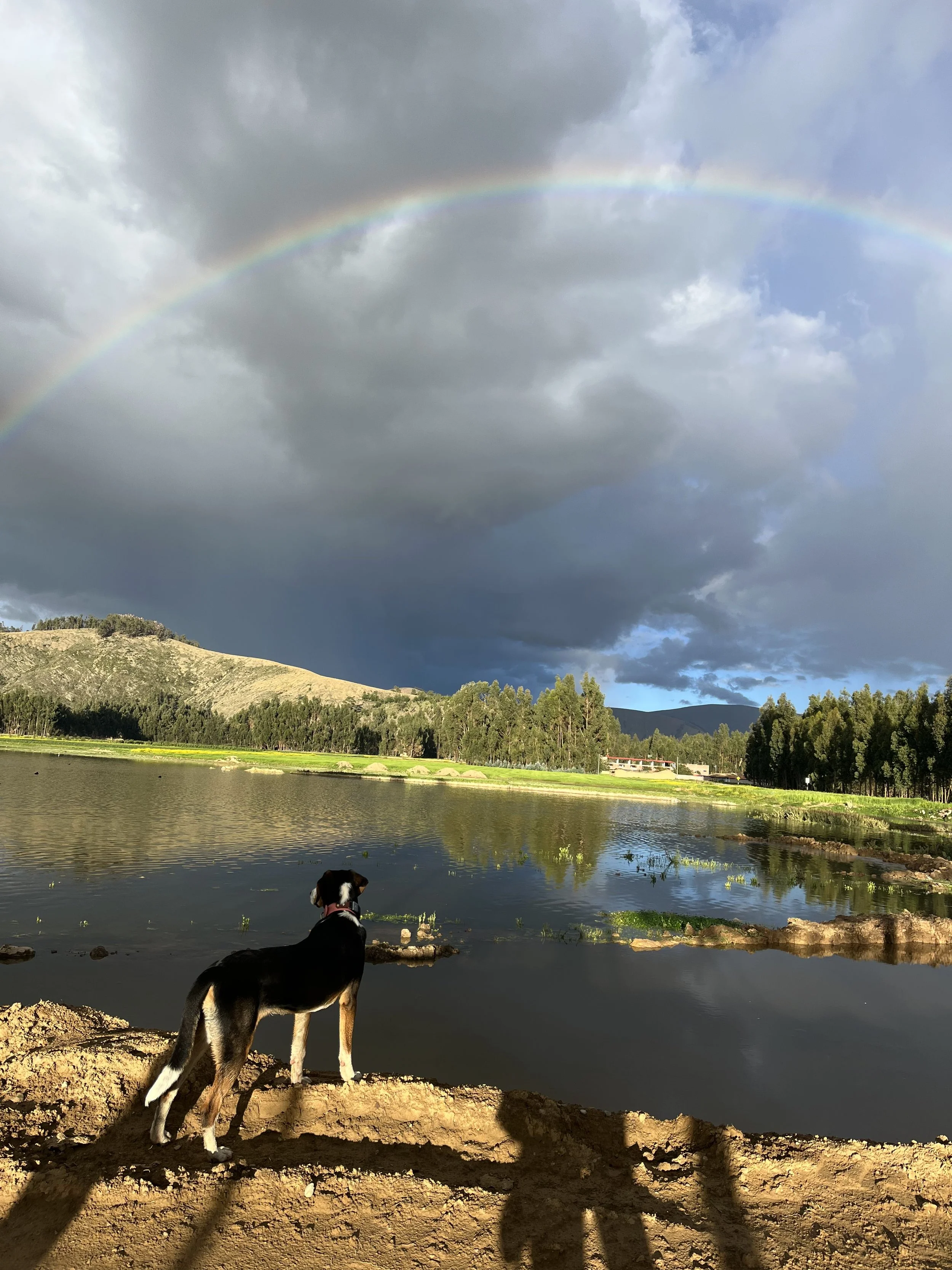 rescue-dog-by-lake-maddy.jpg