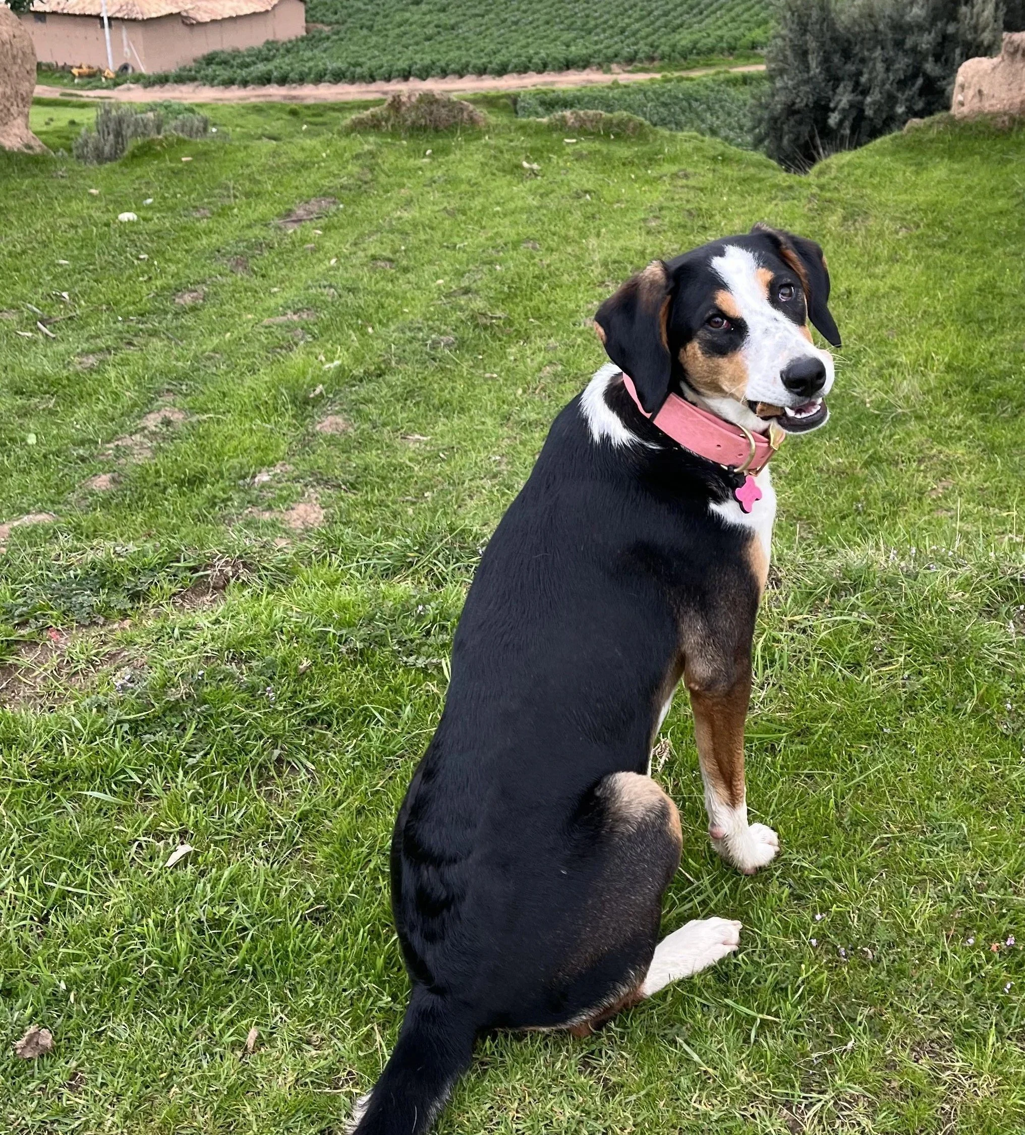 Meet Maddy