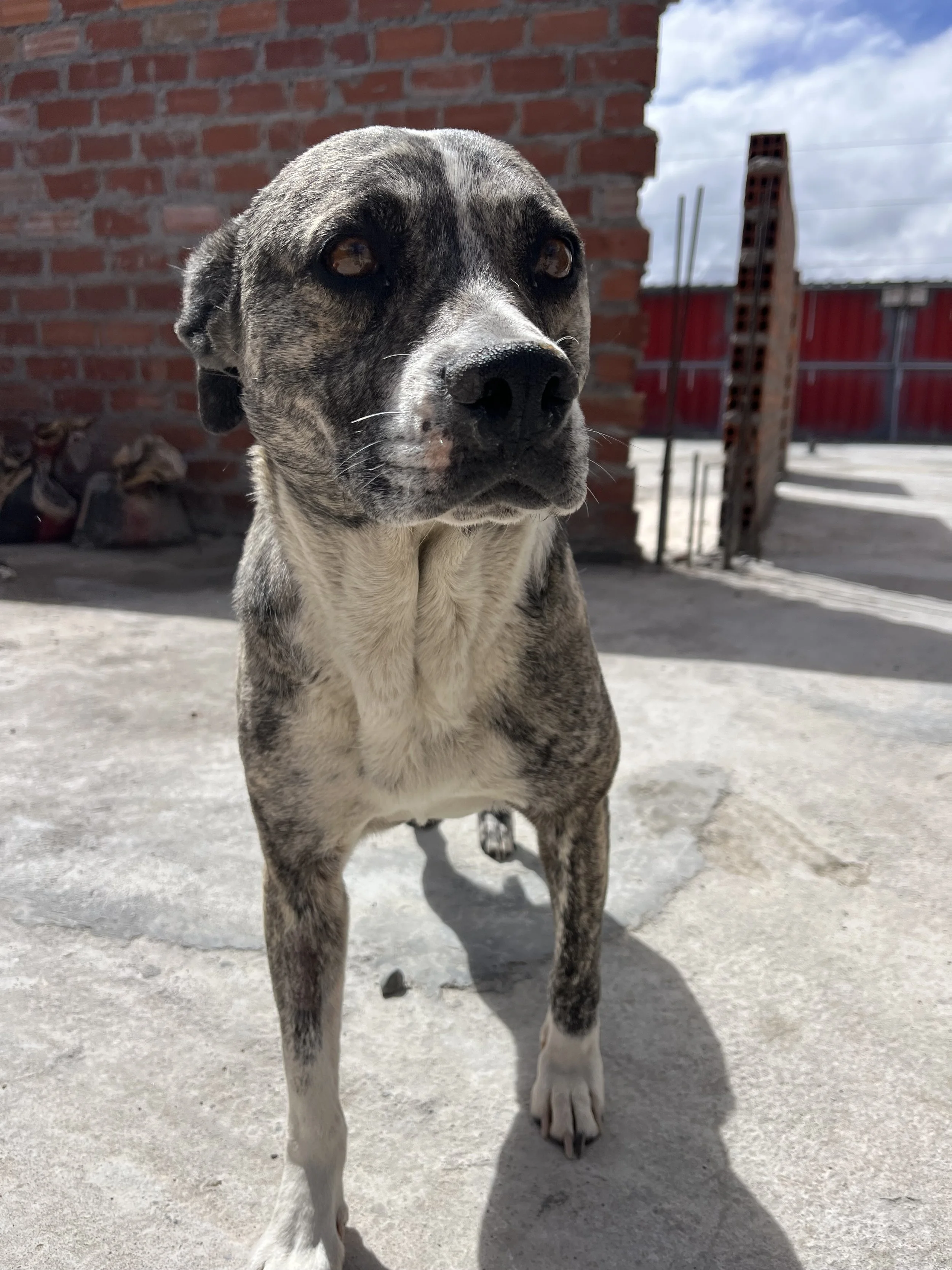 From the Streets of Jauja to Casa Aurora: It is Finally Layka’s Turn