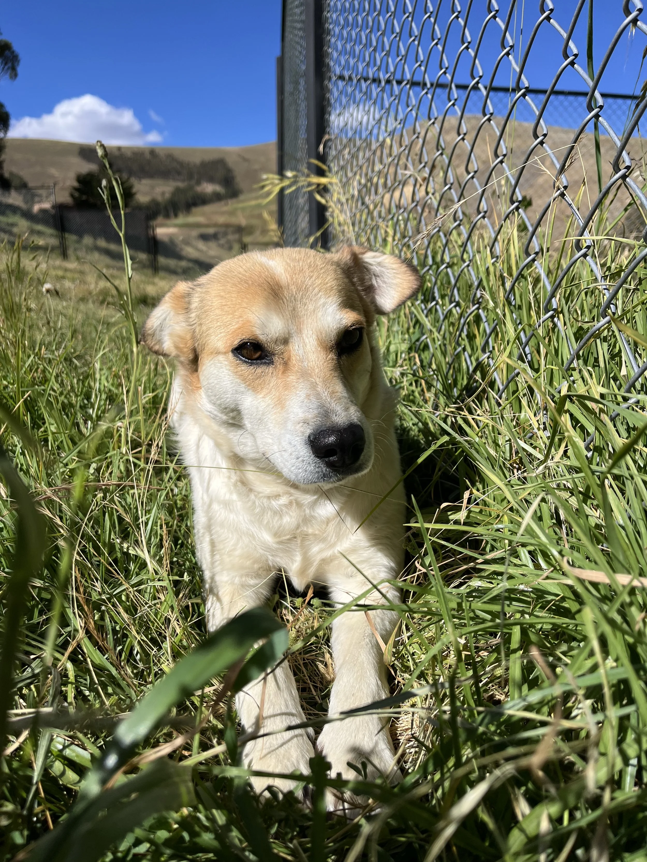 The Dog Who Chose Us: How Mocha Found Her Way to Casa Aurora