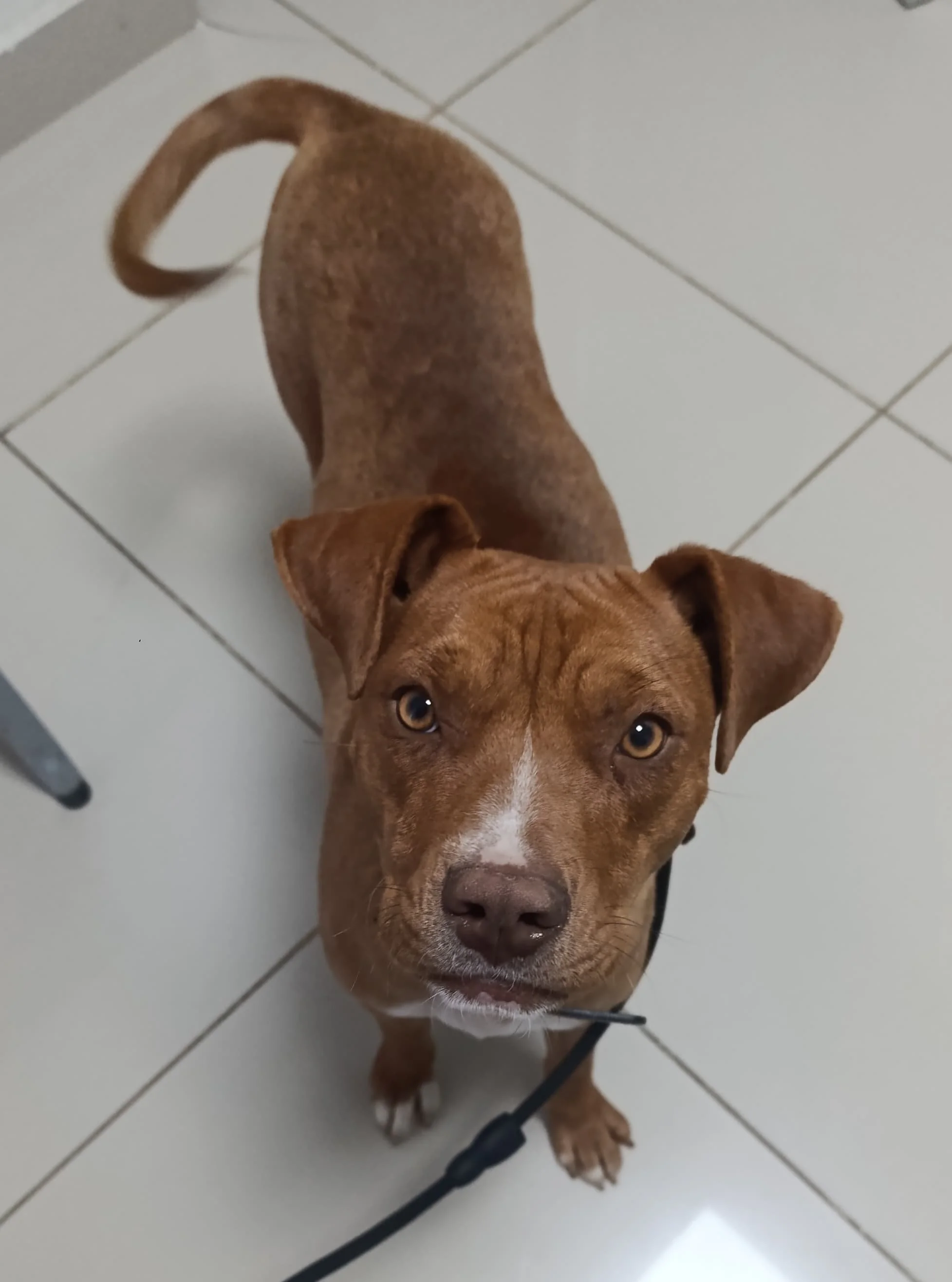 Rescue Spotlight: Trisha’s Journey to Masma