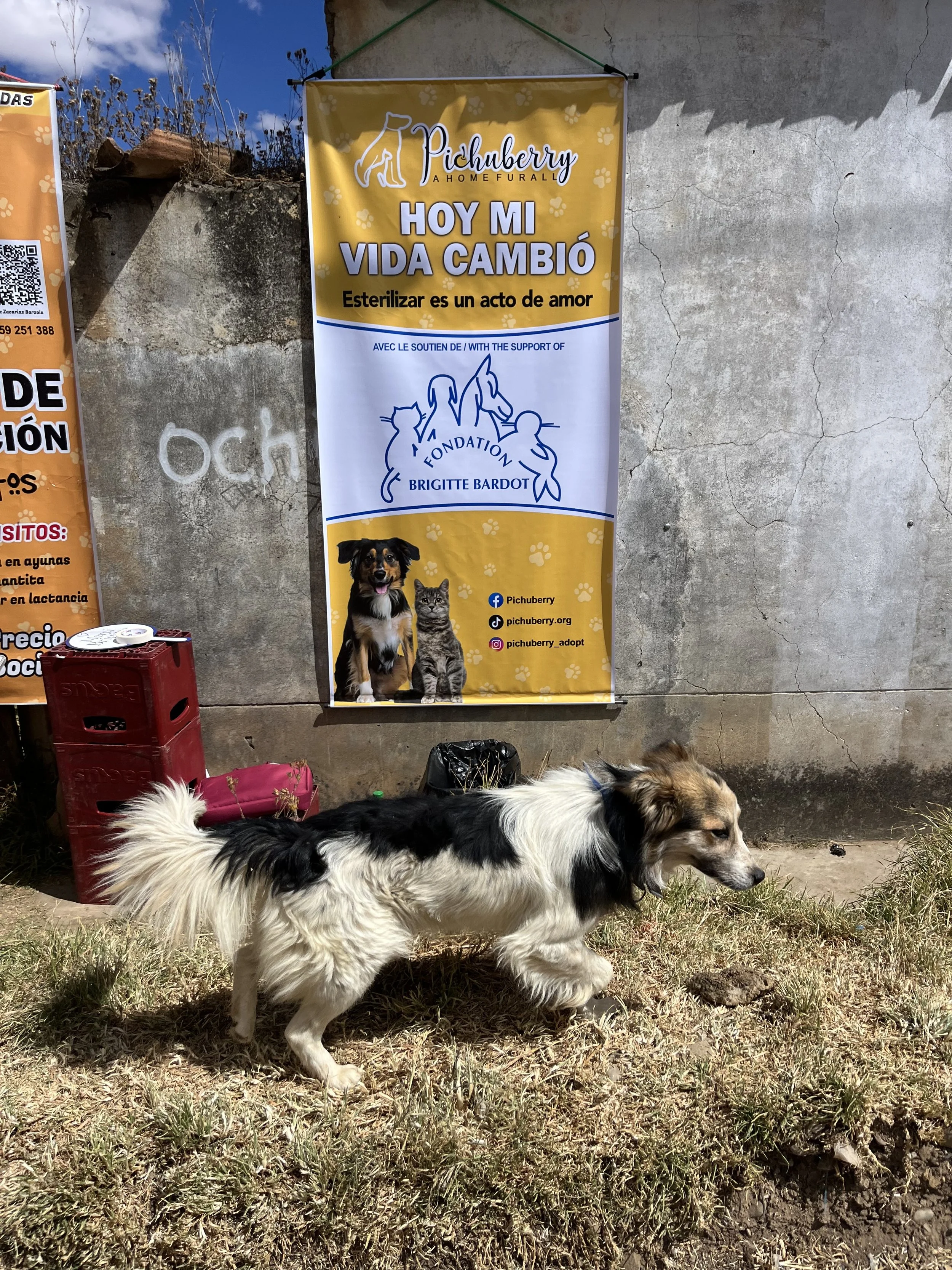 Yanamarca-campaign-12.jpeg