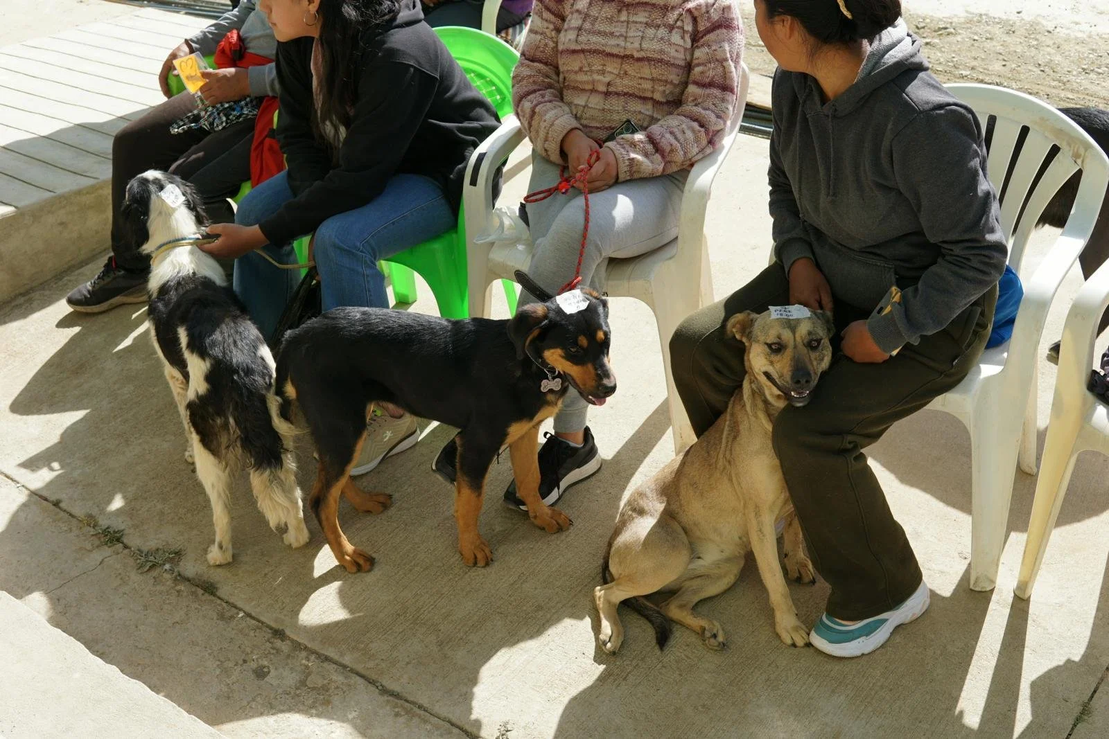 namaste-spay-&-neuter-initiative-4.jpeg