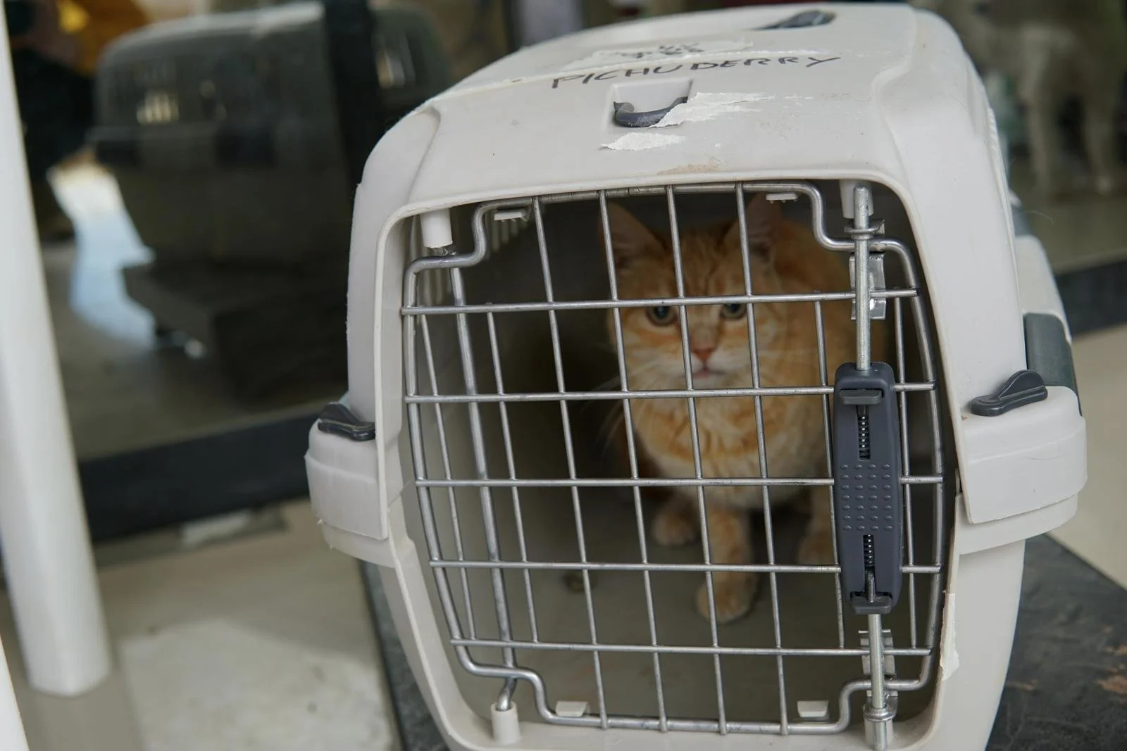 namaste-spay-&-neuter-initiative-12.jpeg