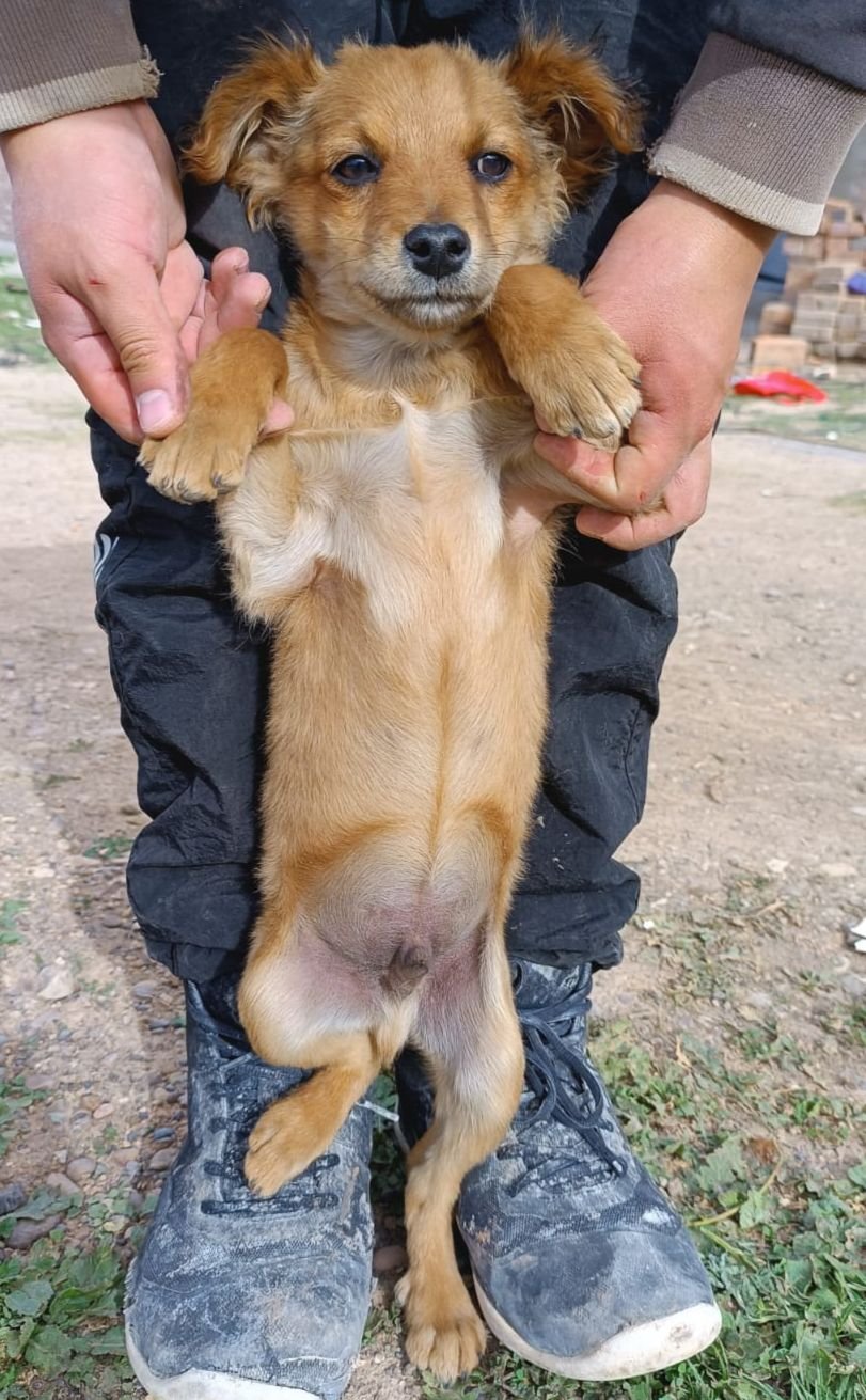Rescue dog being held 
