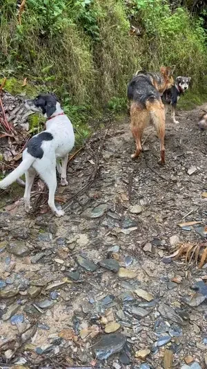 Three rescue dogs hanging out together