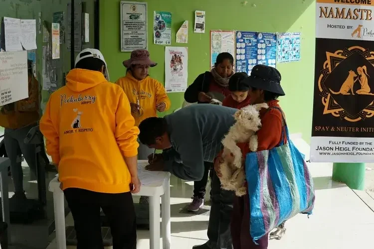 Adoption day for rescue dogs