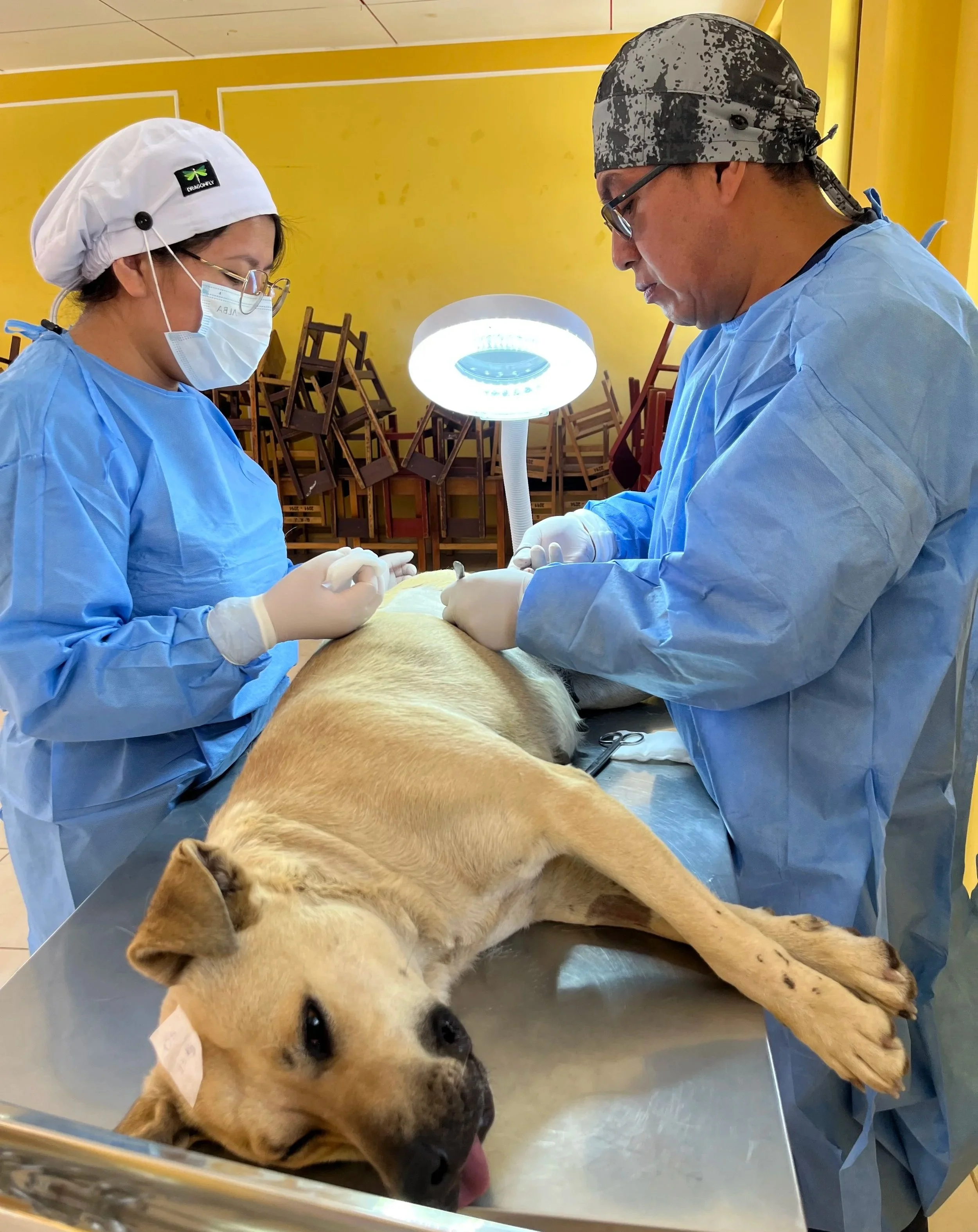 Dog on operating table